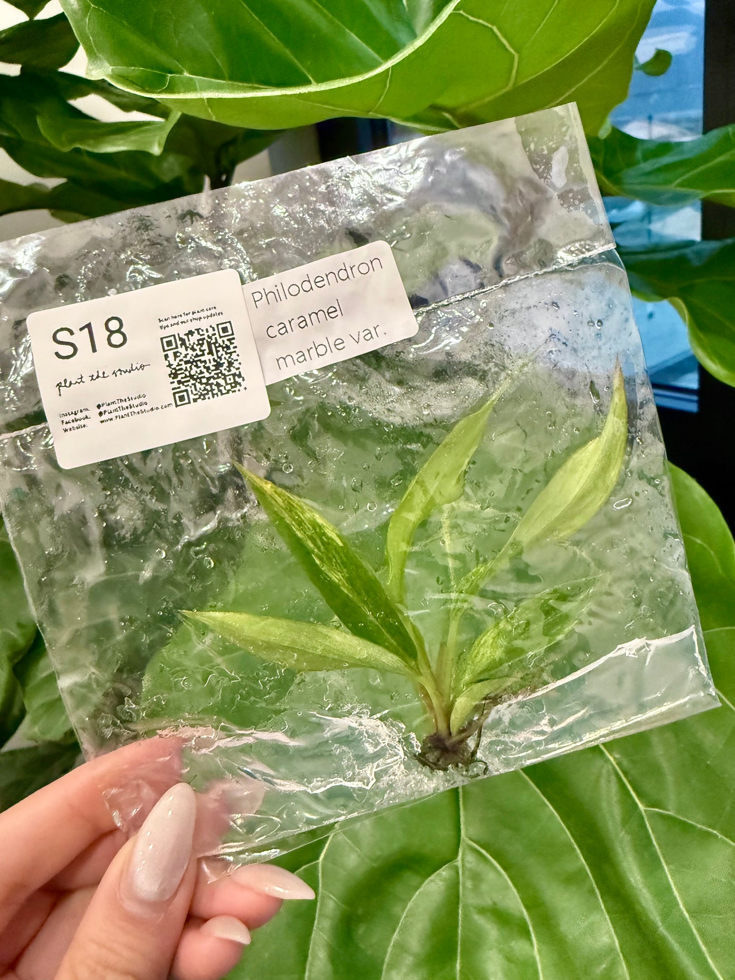 Philodendron Caramel Marble Var. TCS18