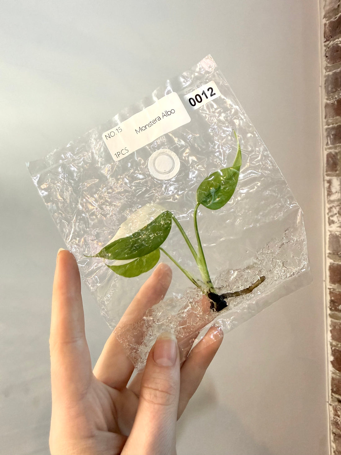 Monstera Albo TCS 00012