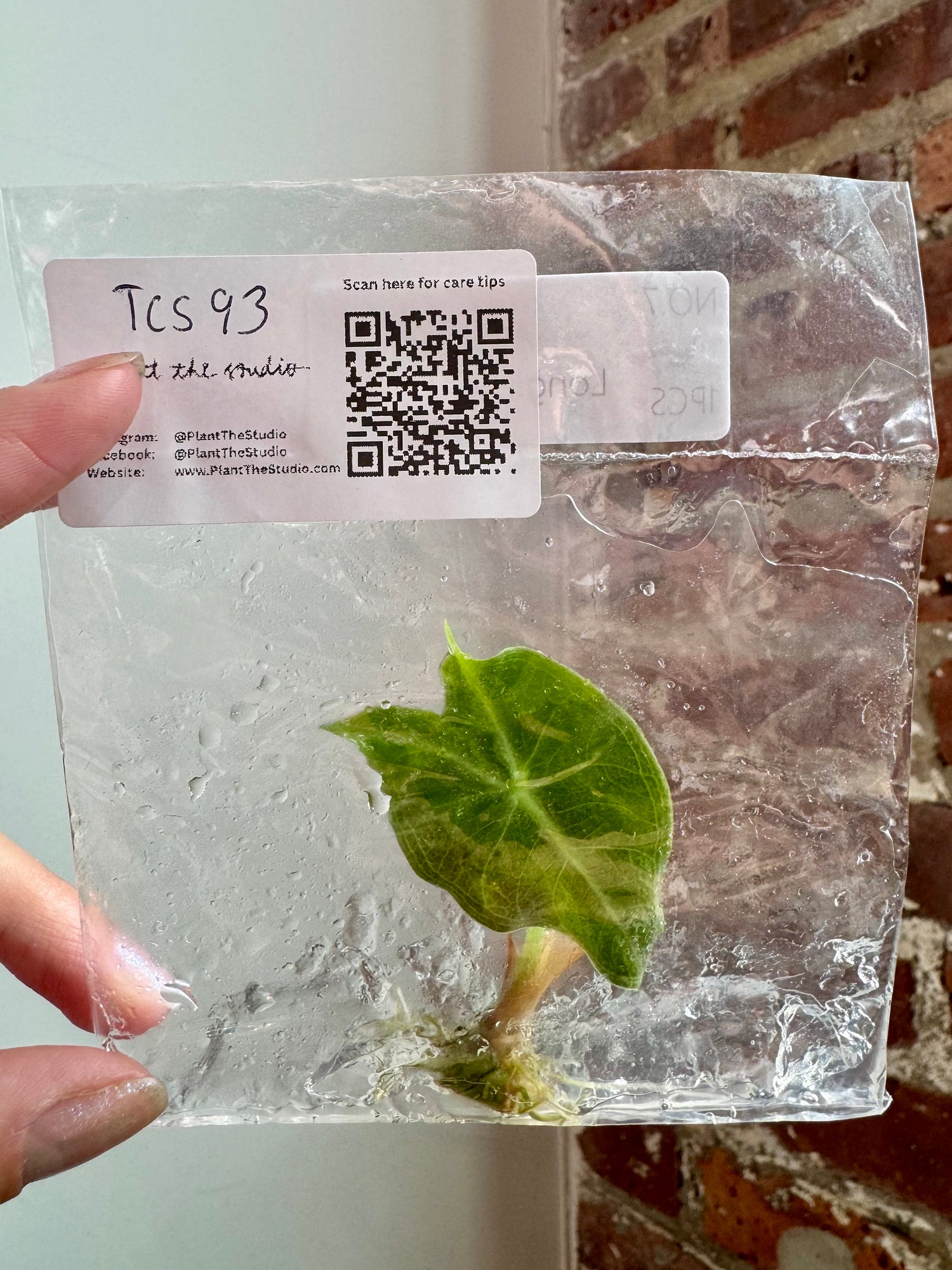 Alocasia Longiloba Purple TCS 93