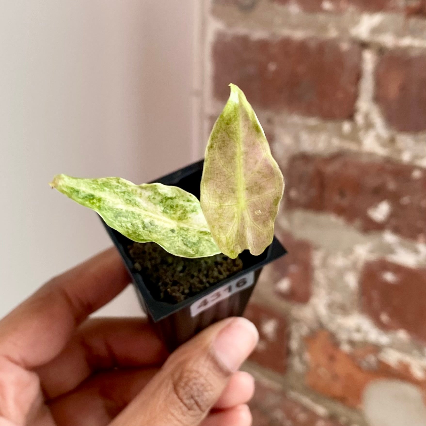Alocasia Black Satun "Stardust" 4316