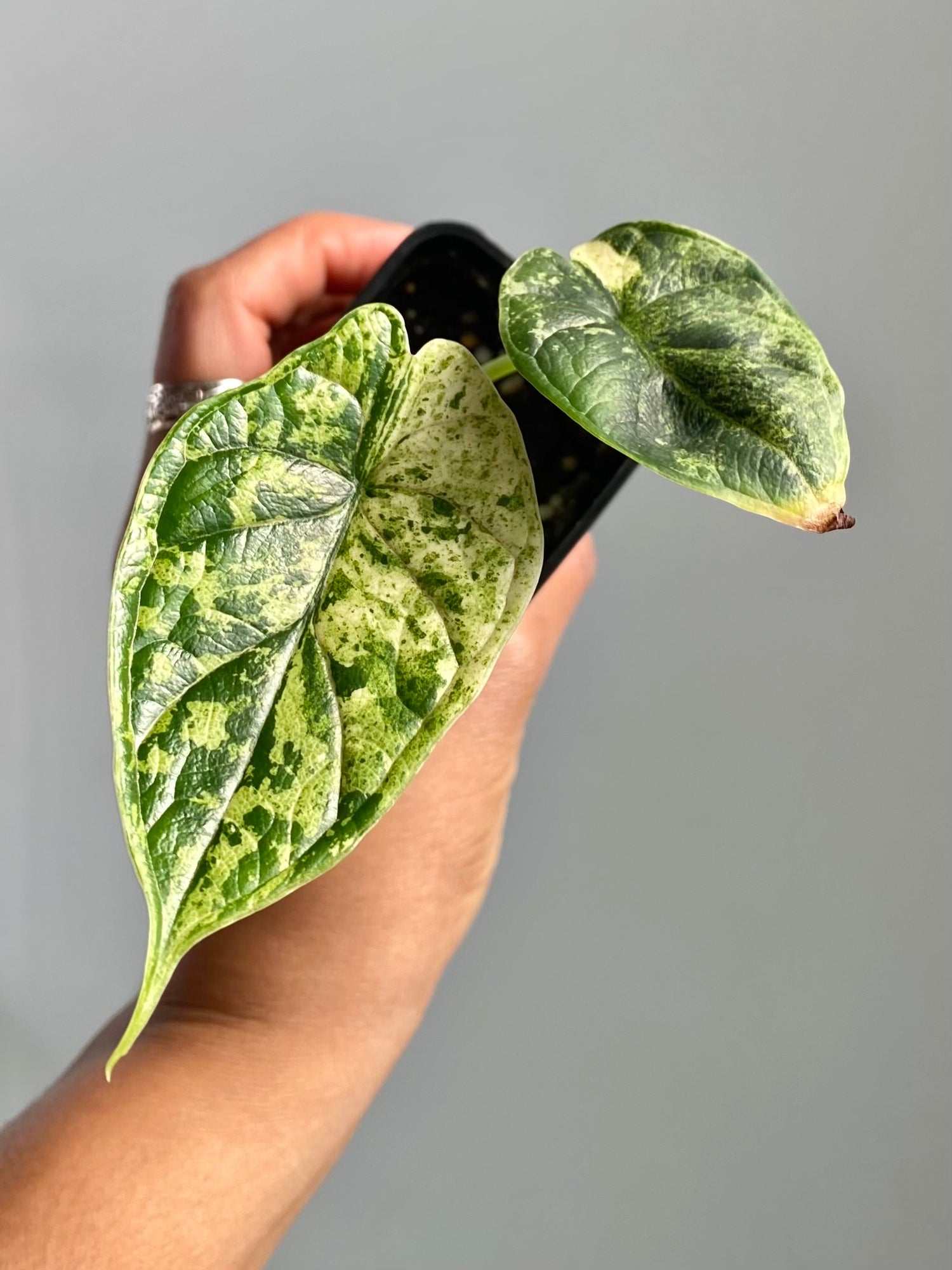Alocasia Dragonscale Mint (Potted) 4601