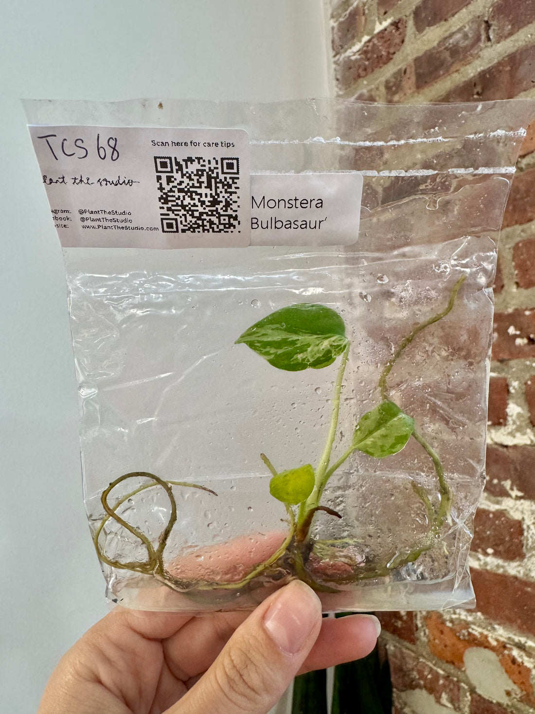 Monstera Bulbasaur TCS 68