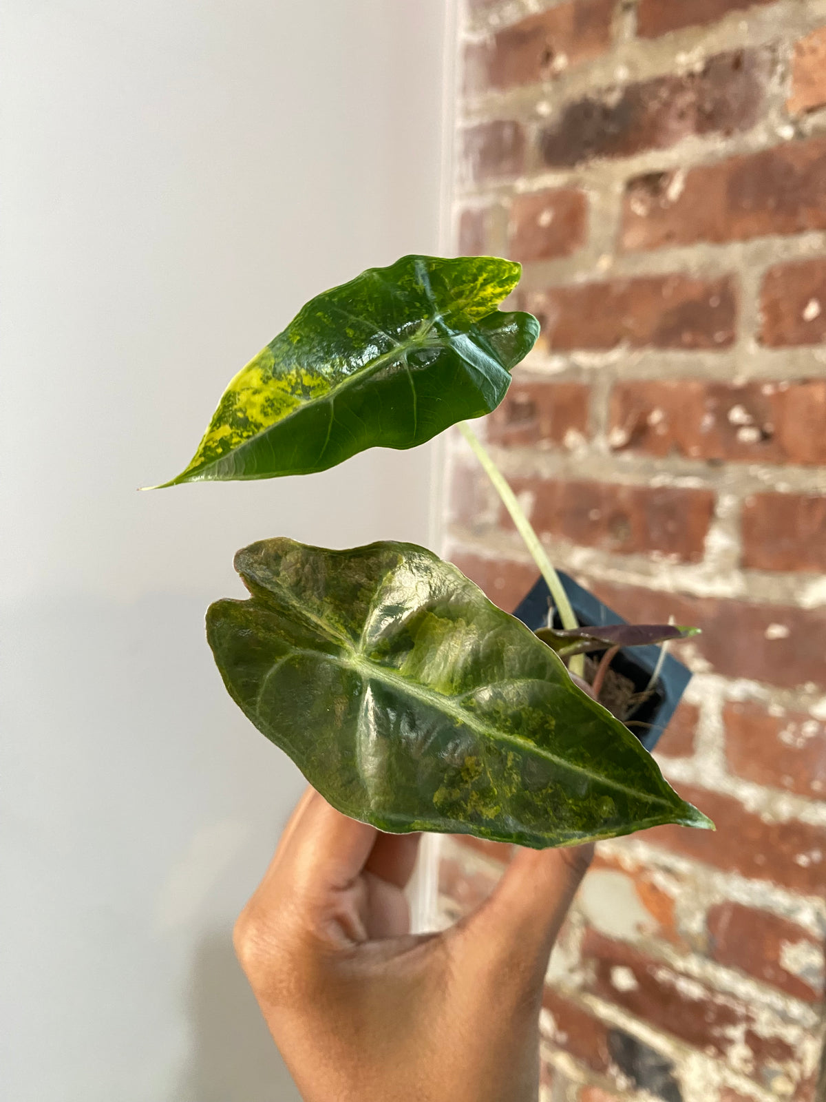 Alocasia Sanderiana Bull 3697