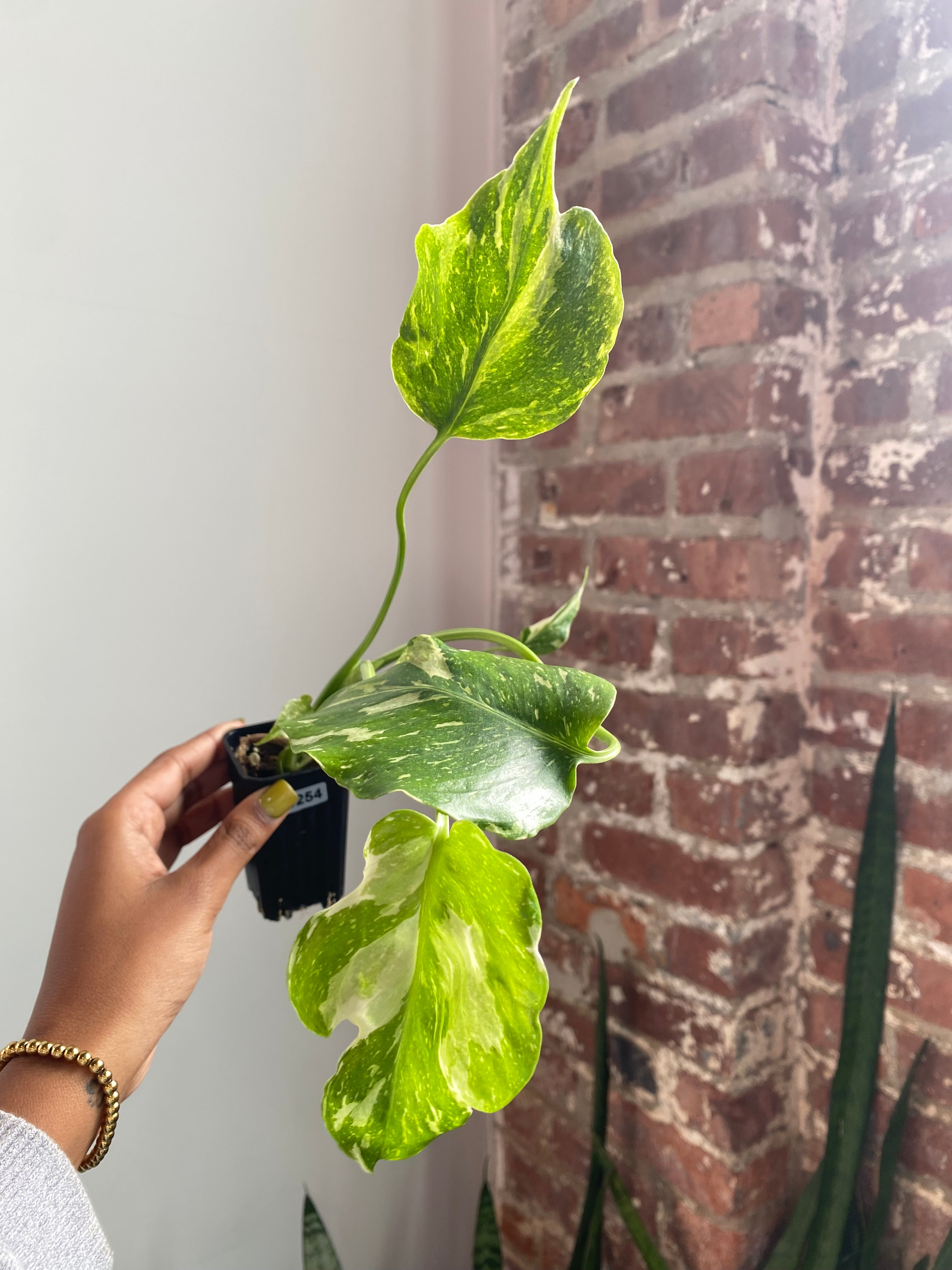 Monstera Electrolyte (Potted) 3254