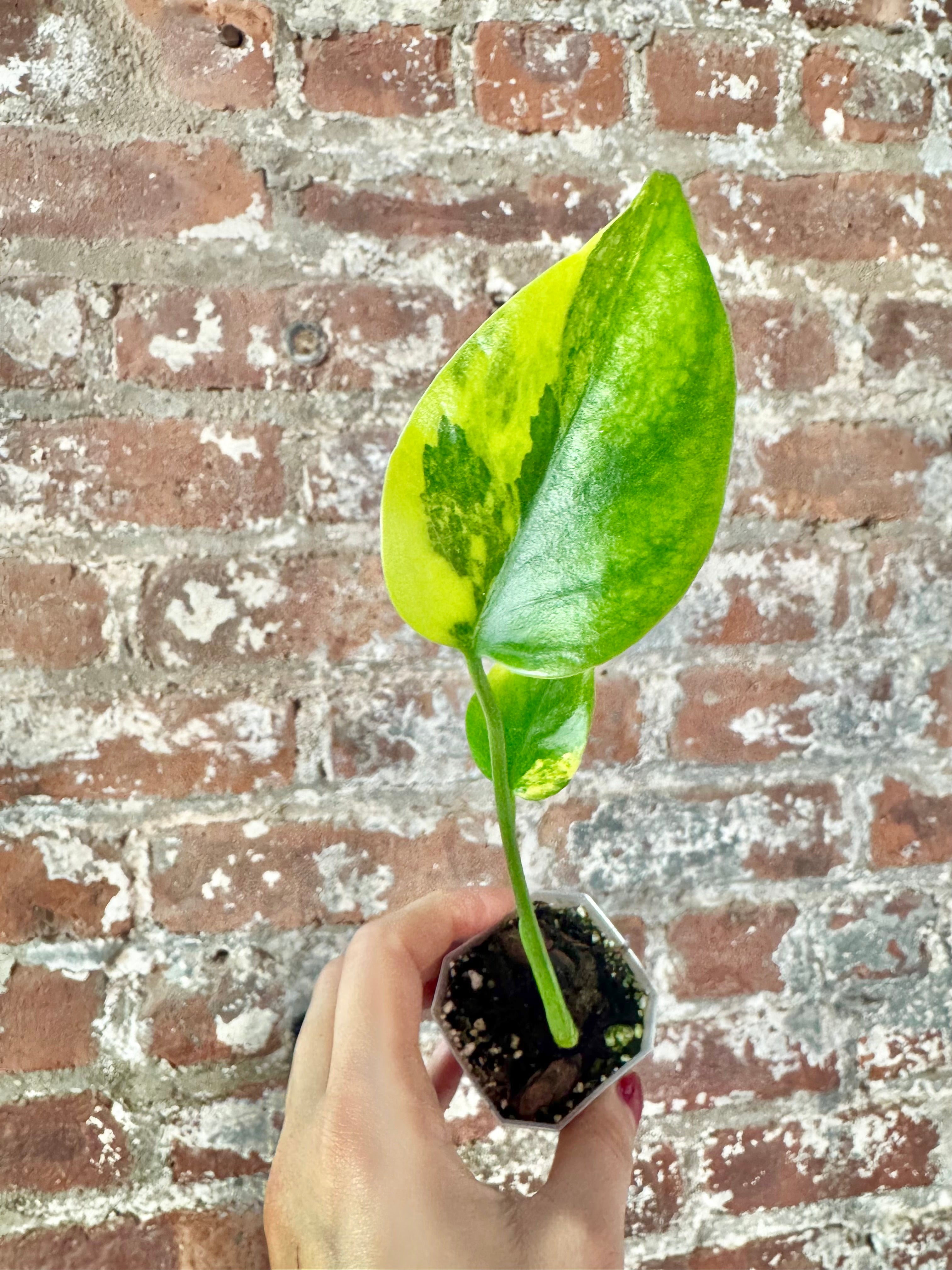 Collectors' Plants – PlantTheStudio