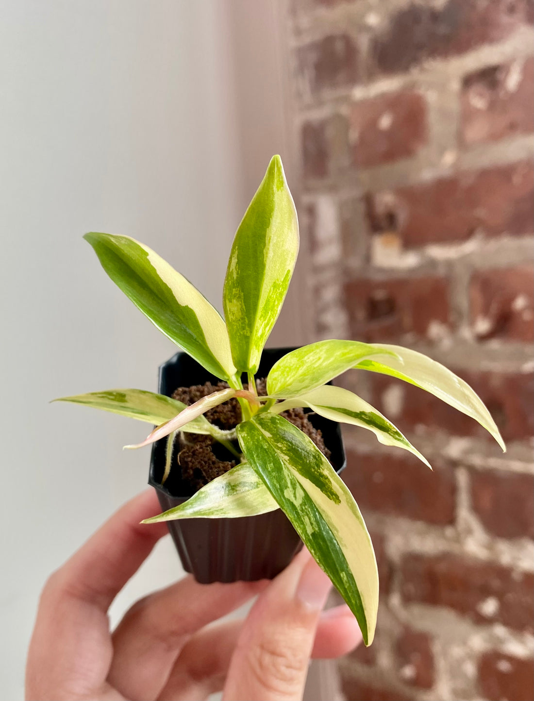 Philodendron Florida Beauty x Tortum 8943