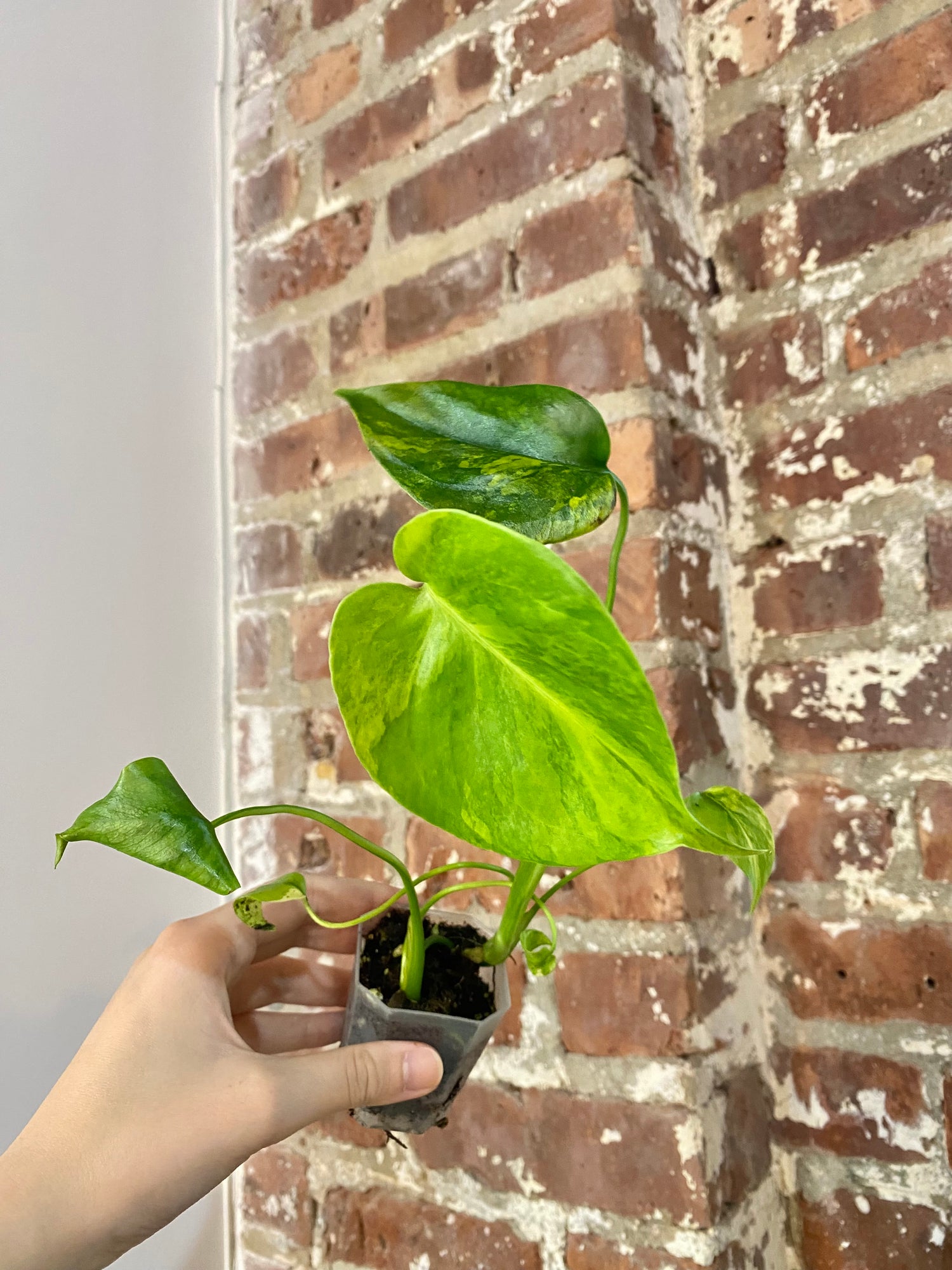 Monstera Aurea (Potted) 4869