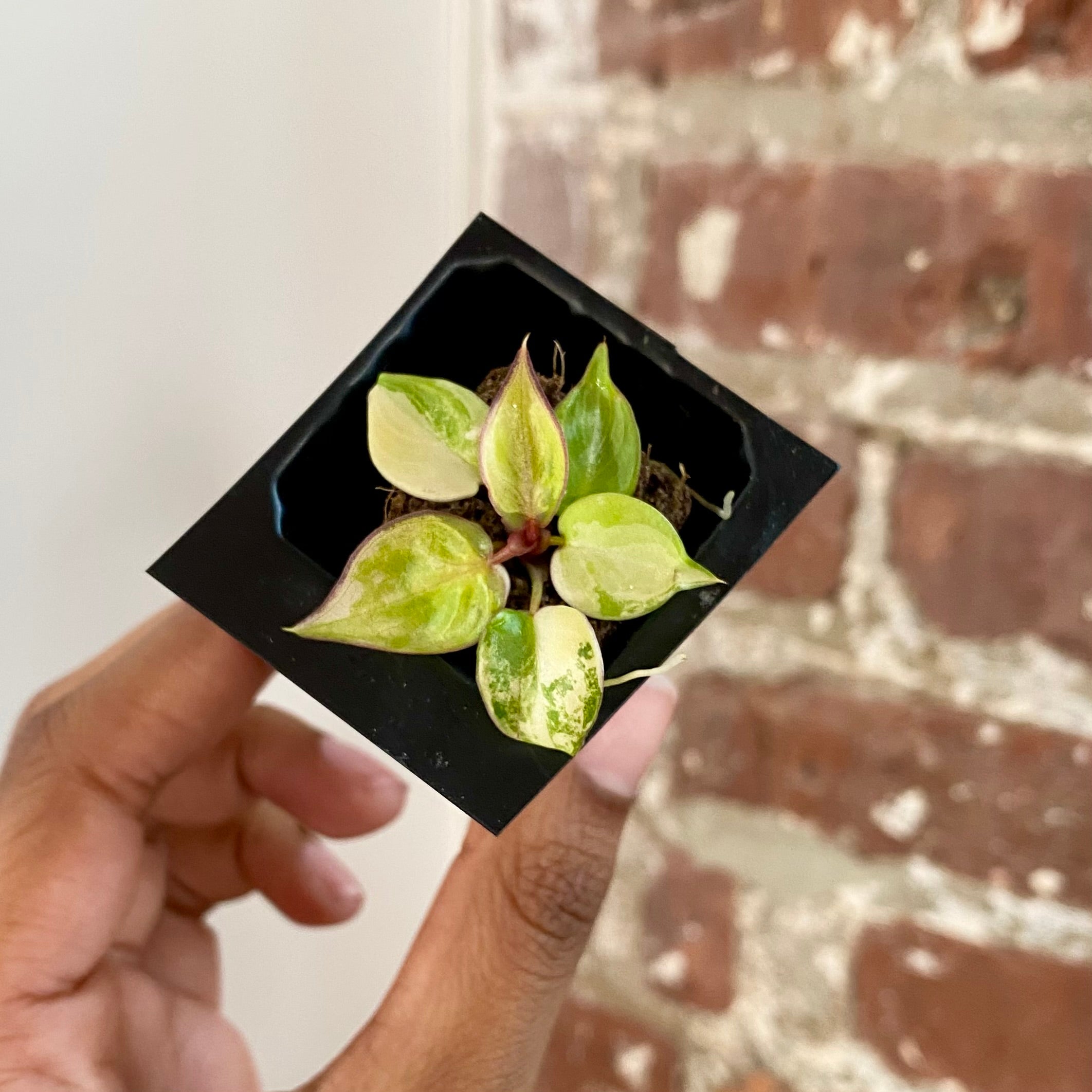 Philodendron Billietiae Var. 4291