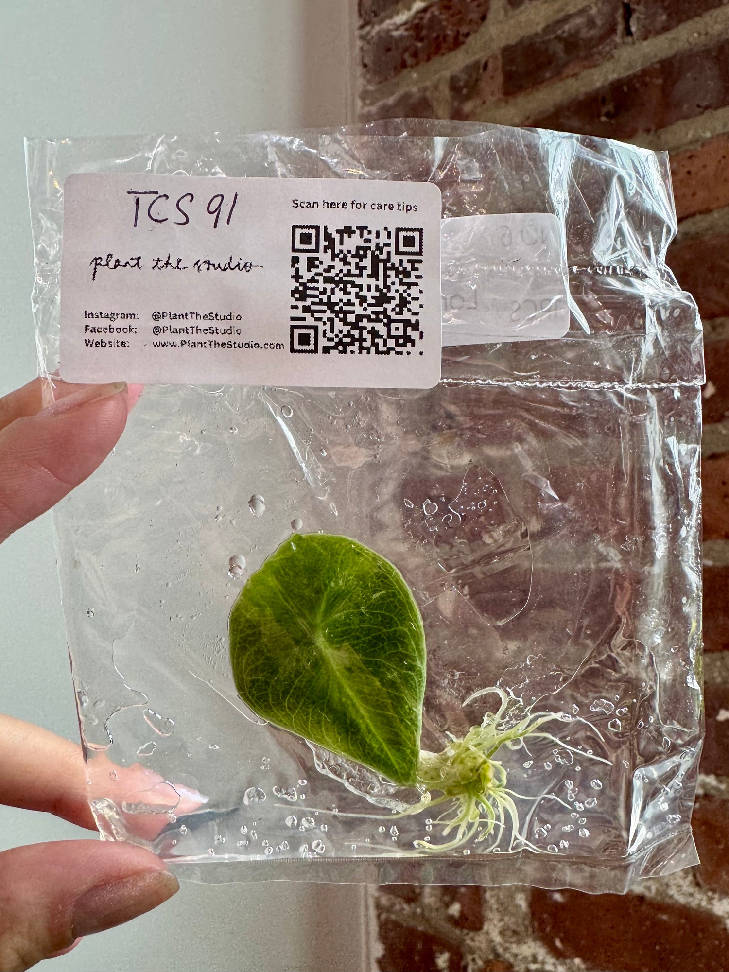 Alocasia Longiloba Purple TCS 91