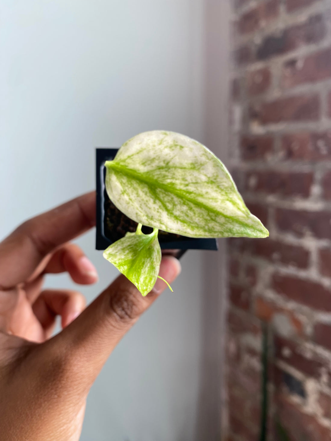 Monstera Mint 3564