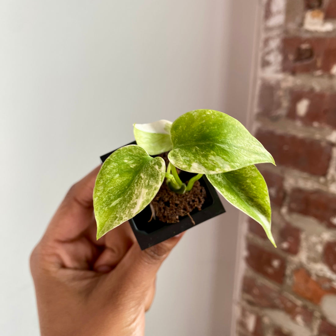Monstera Legacy 4032