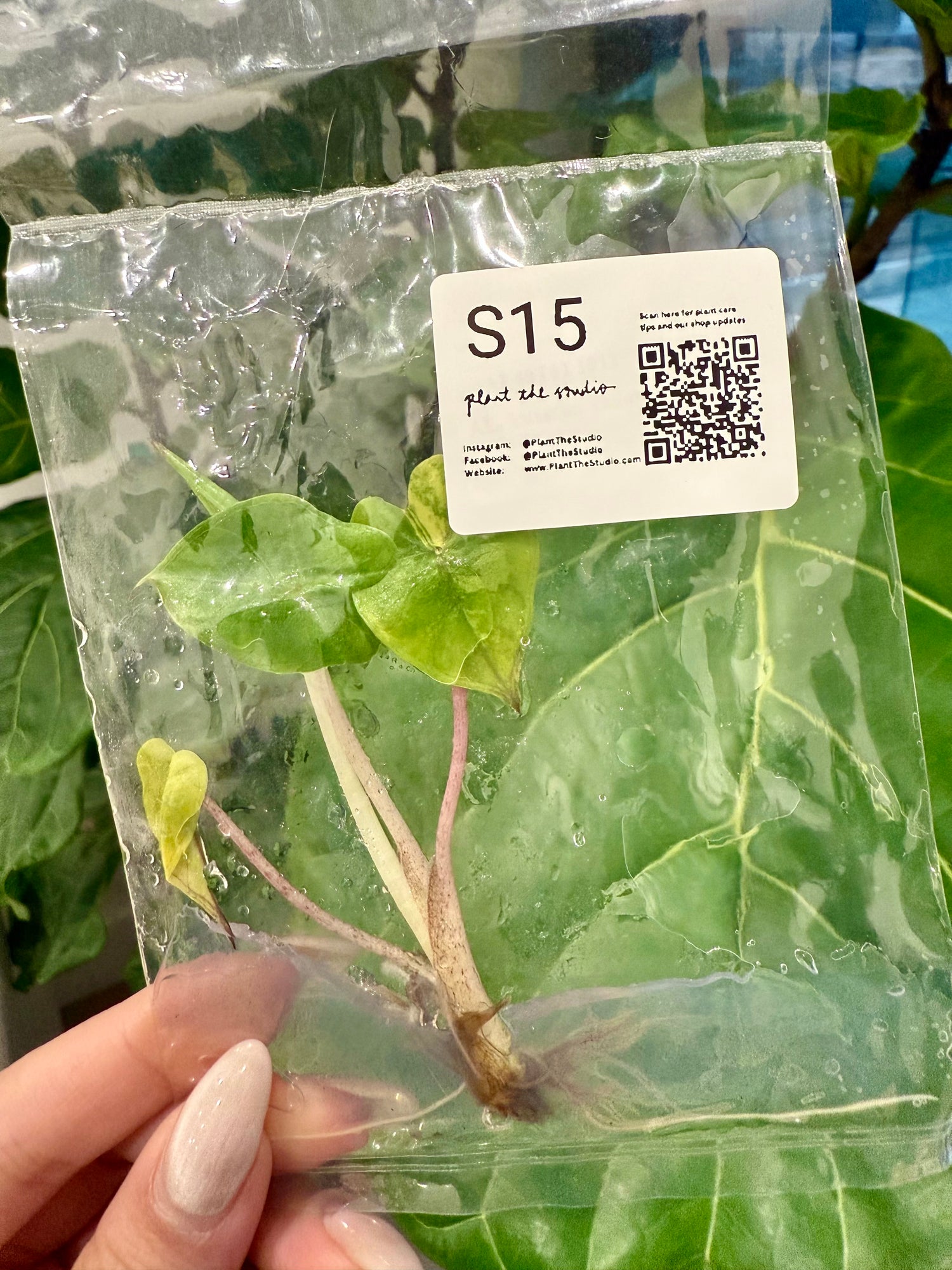 Alocasia Yucatan Princess Var. TCS15