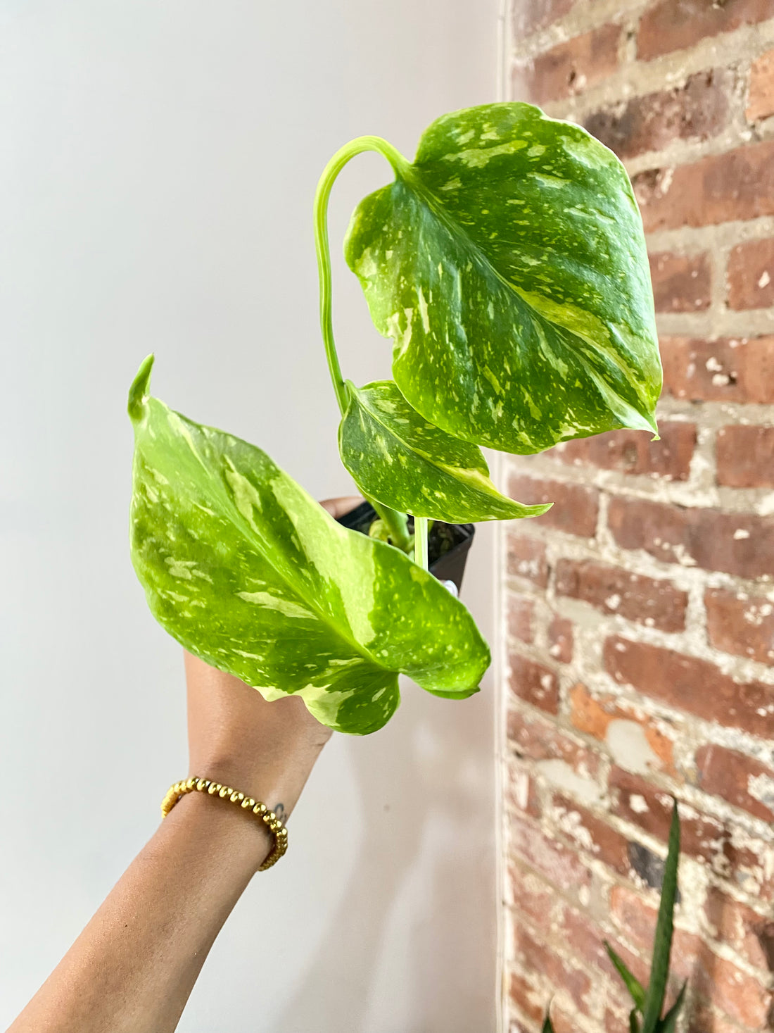 Monstera Electrolyte (Potted) 4734