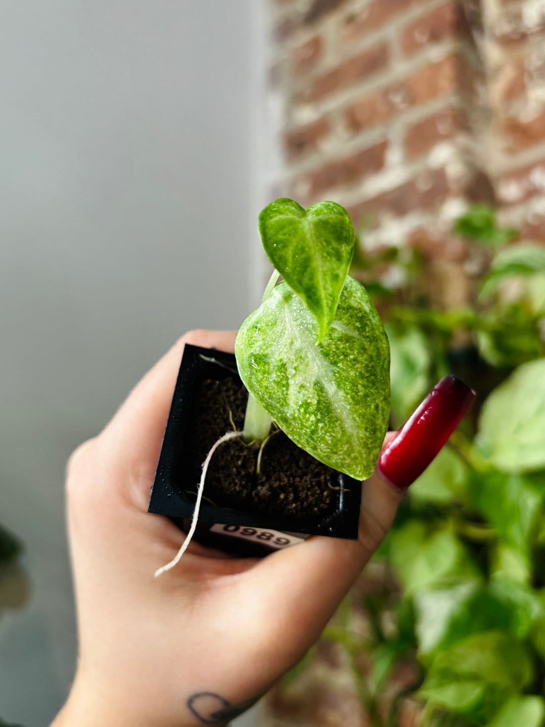 Alocasia Ninja Tricolor 0989