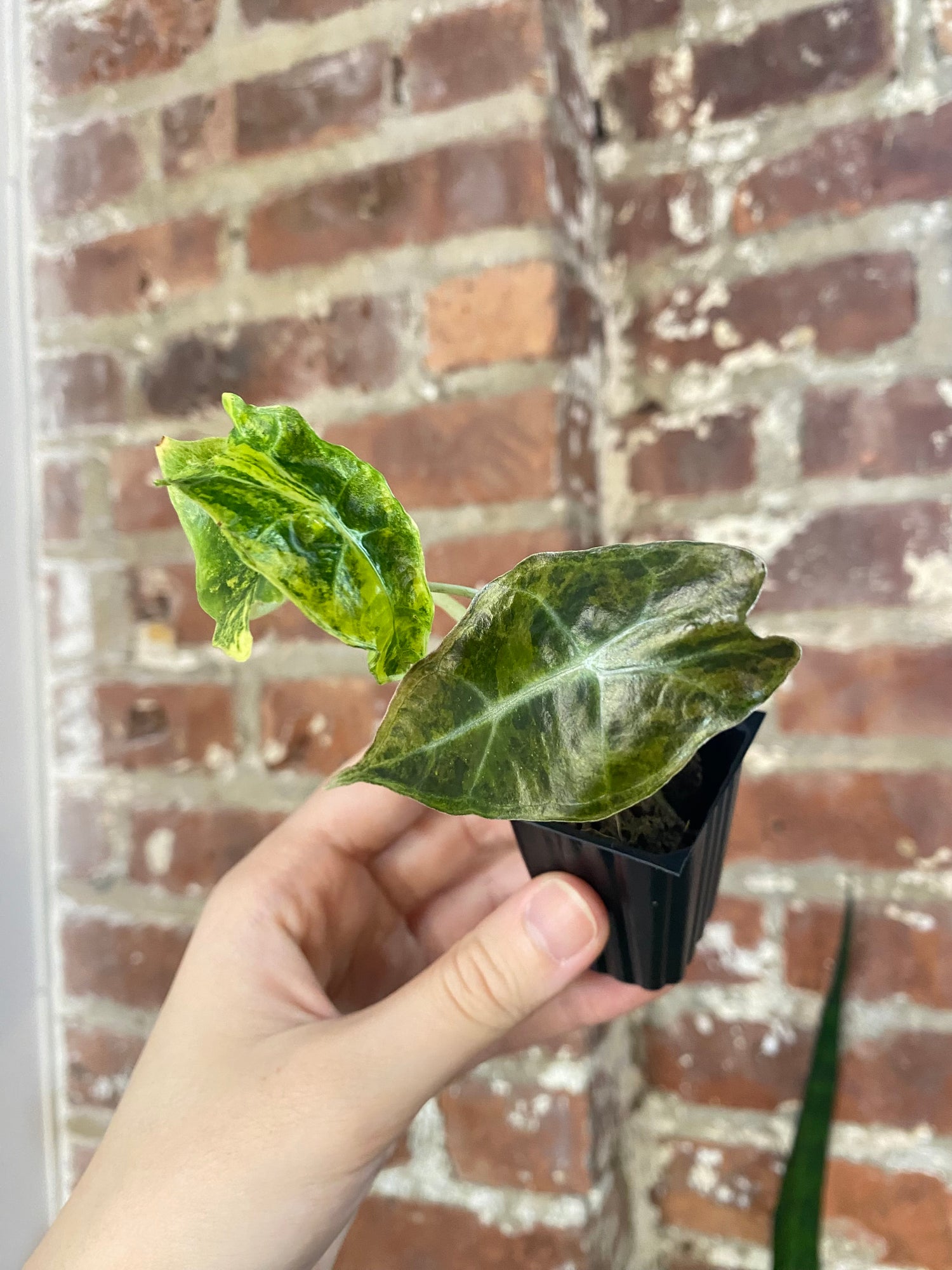 Alocasia Sanderiana Bull 4865