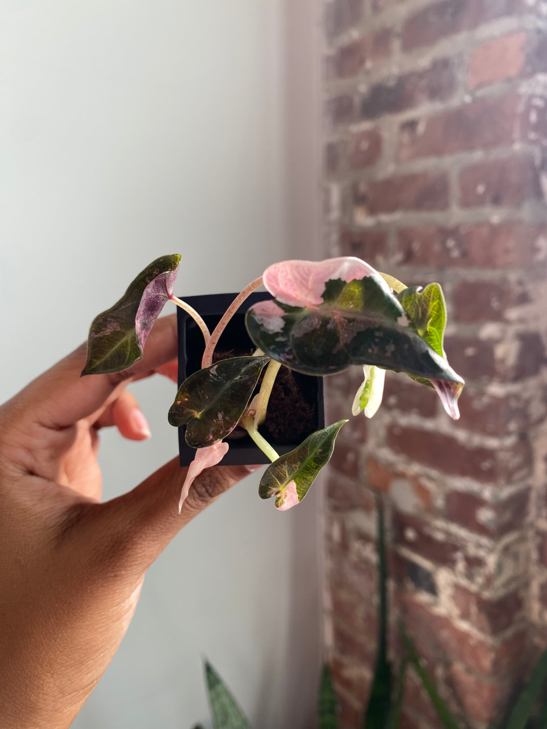Alocasia Bambino Albo Pink 3551