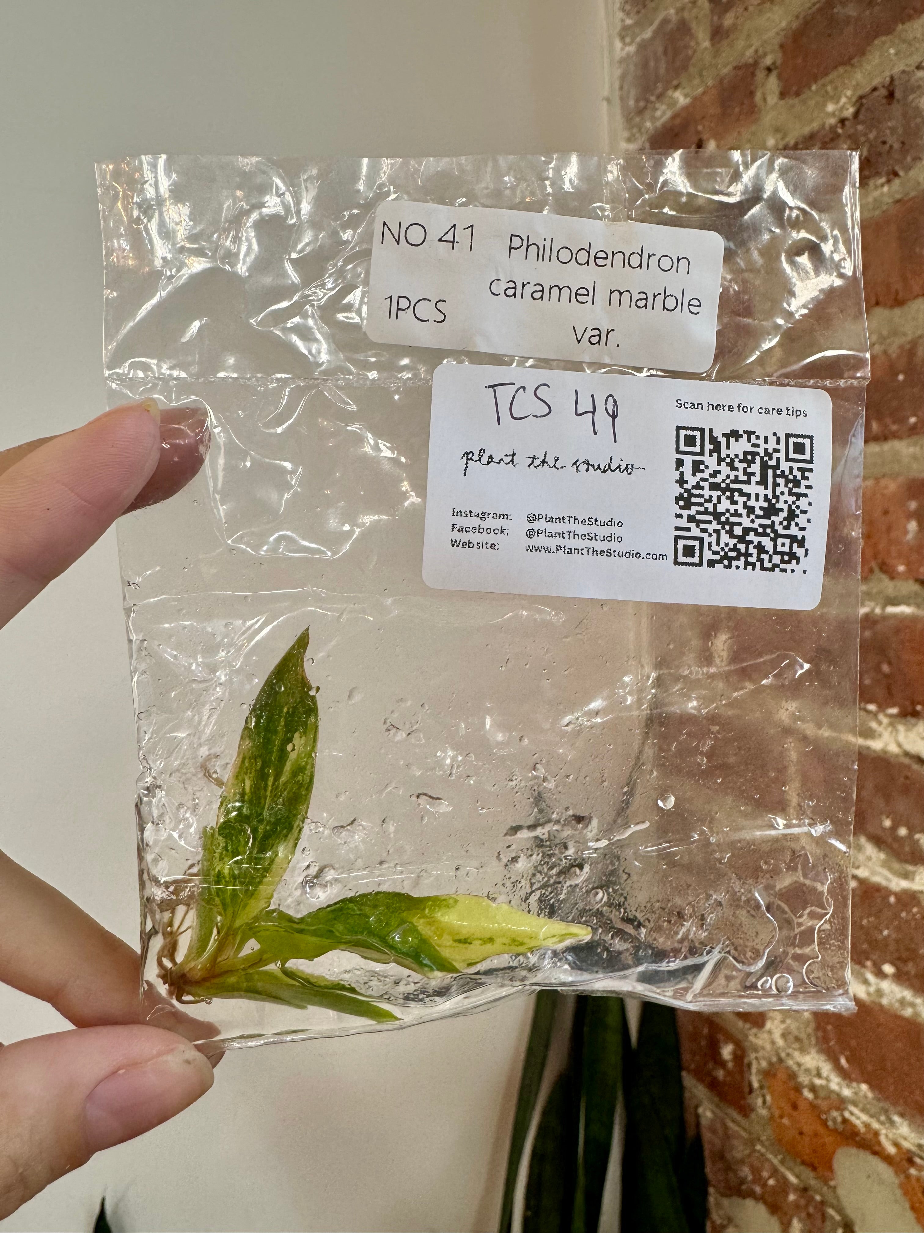 Philodendron Caramel Marble Var. TCS 49