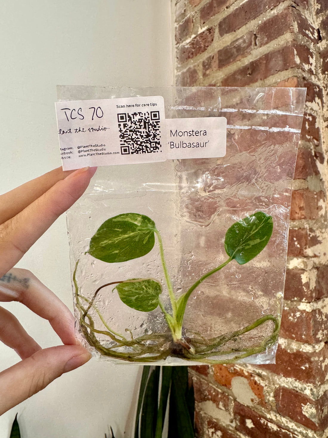 Monstera Bulbasaur TCS 70