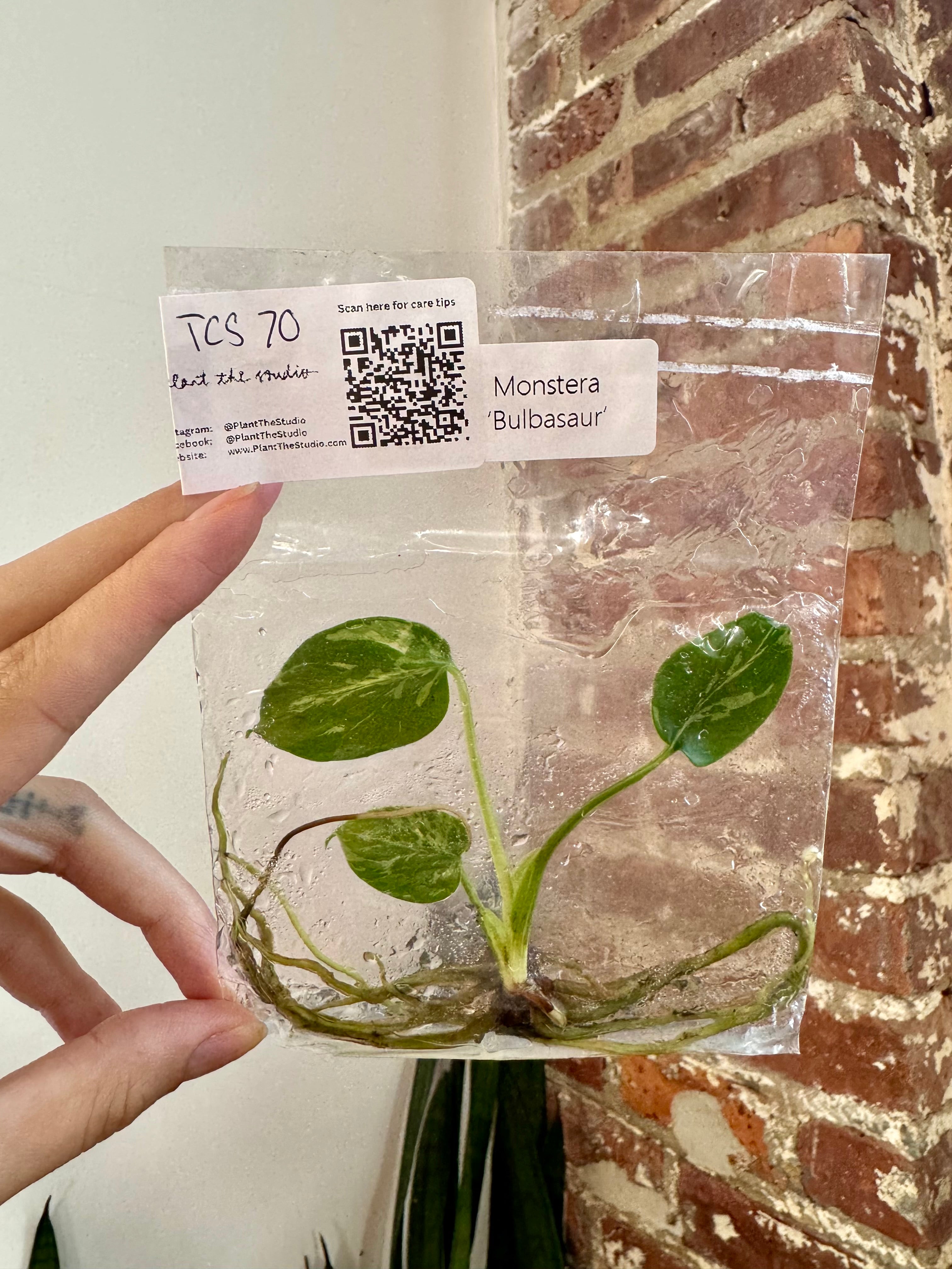 Monstera Bulbasaur TCS 70