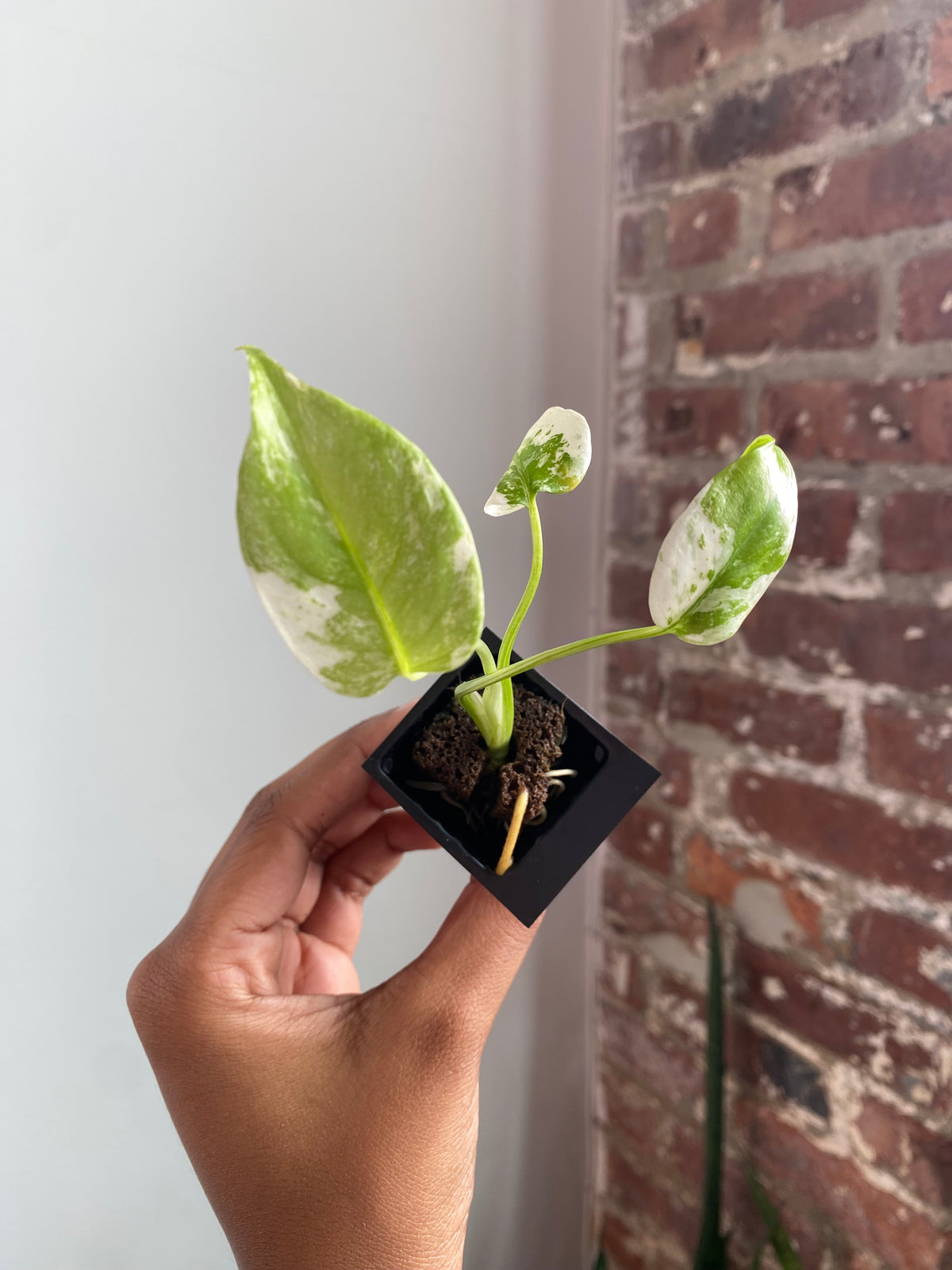 Monstera Mint 3561
