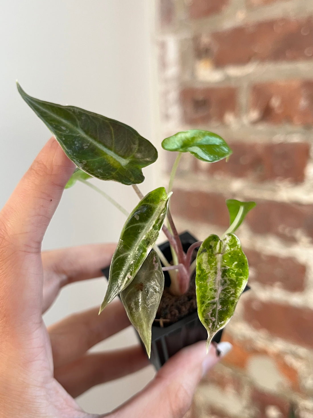 Alocasia Bambino Albo Pink 8863