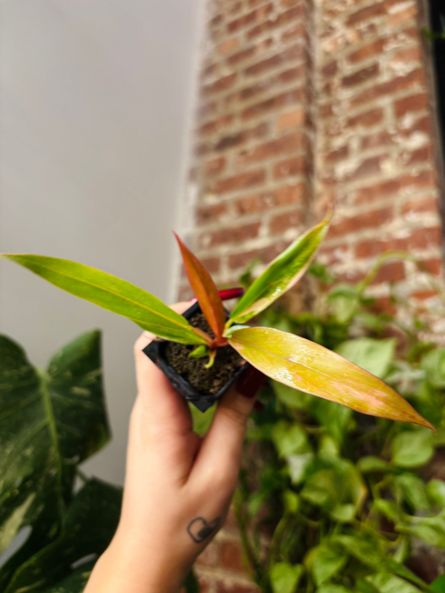 Philodendron Caramel Marble 0967