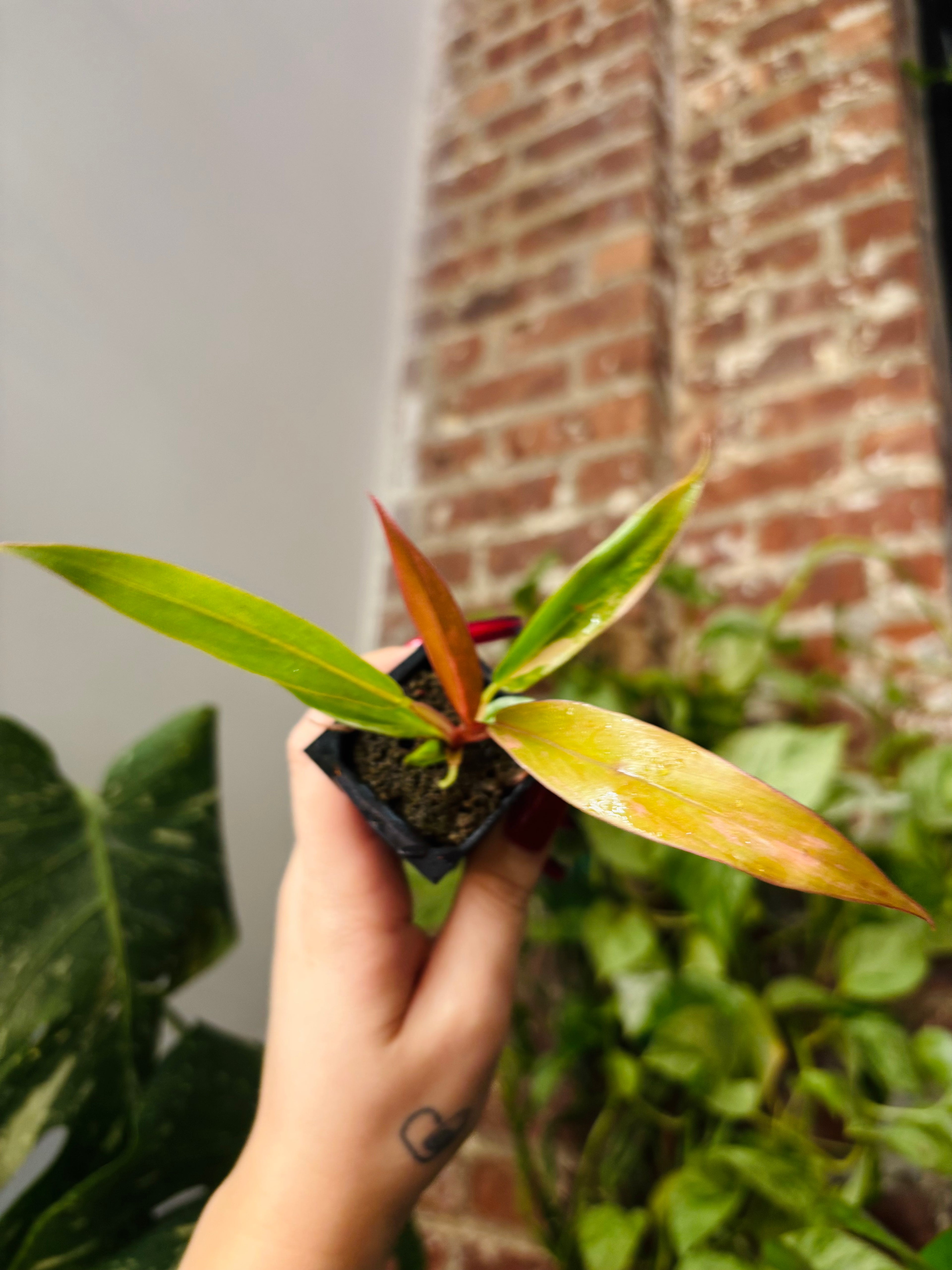 Philodendron Caramel Marble 0967