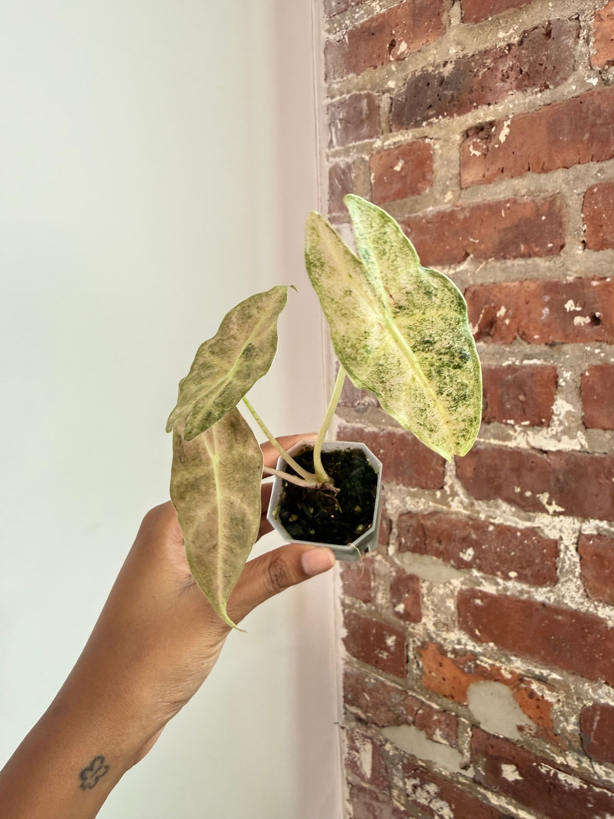 Alocasia Black Satun "Stardust"  Potted 3944
