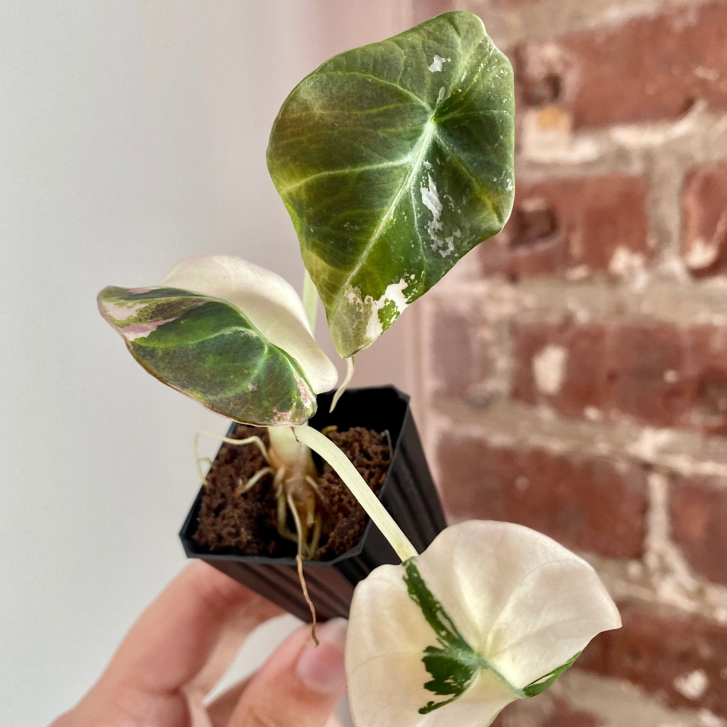 Alocasia Pink Black Velvet 8934