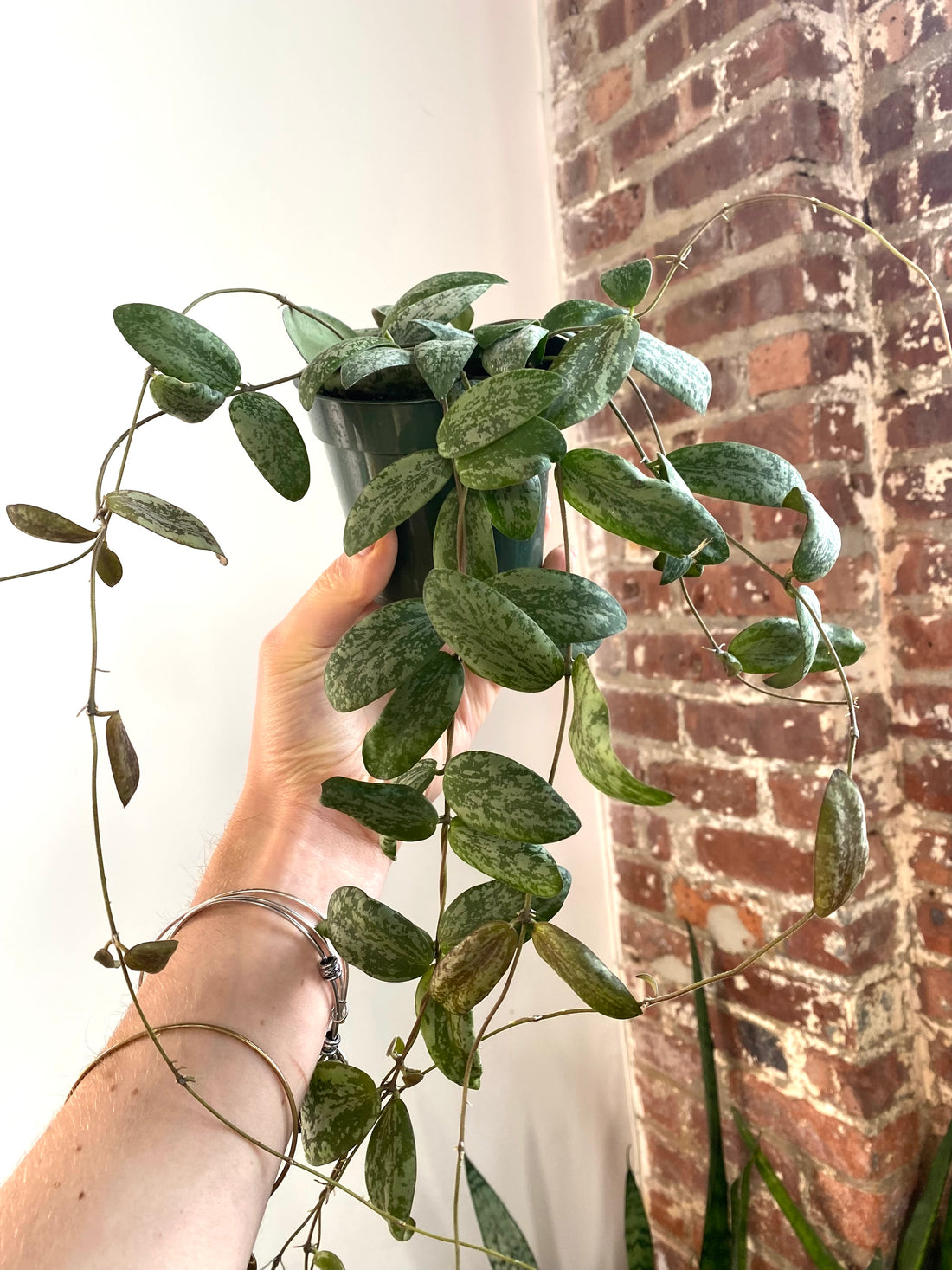 Hoya sigillatis Wide Form 4” Pot (Grower’s Choice)