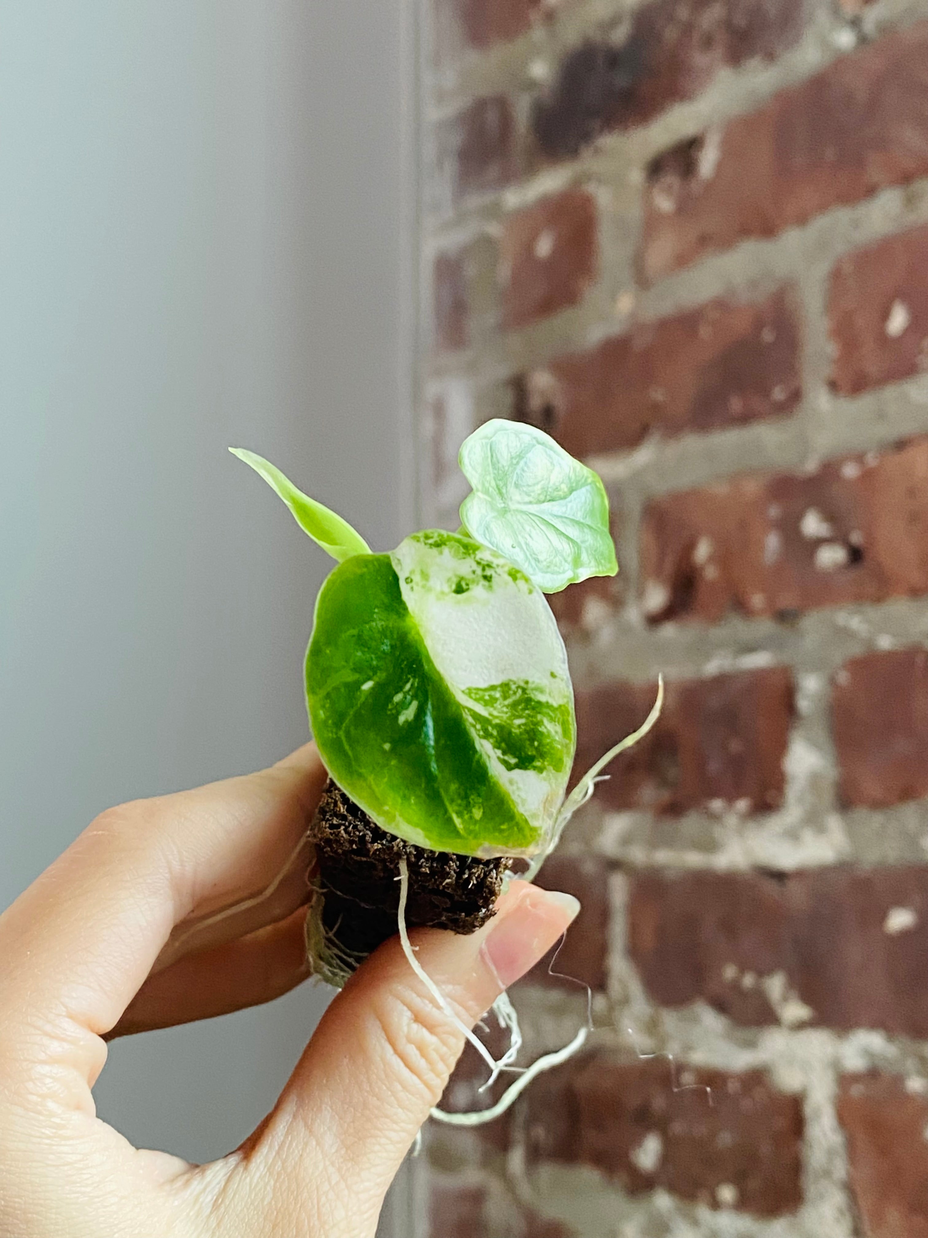 Products – PlantTheStudio