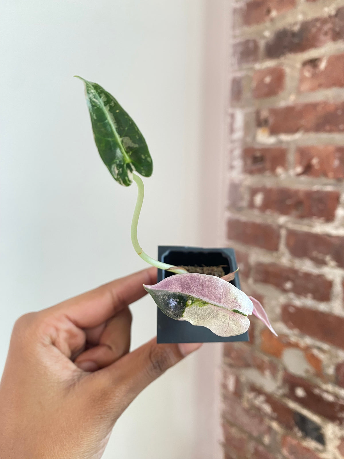 Alocasia Bambino Albo Pink 3794