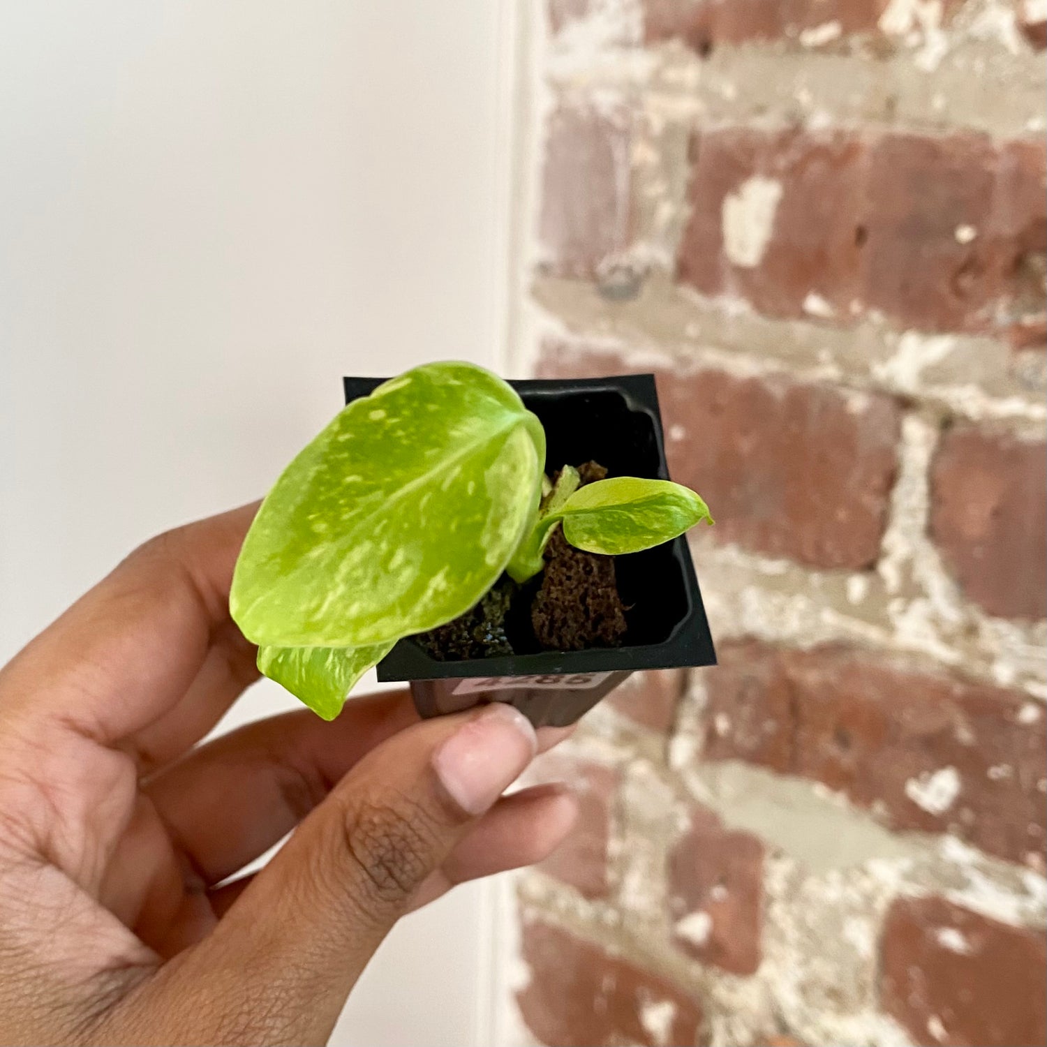 Monstera Electrolyte 4285