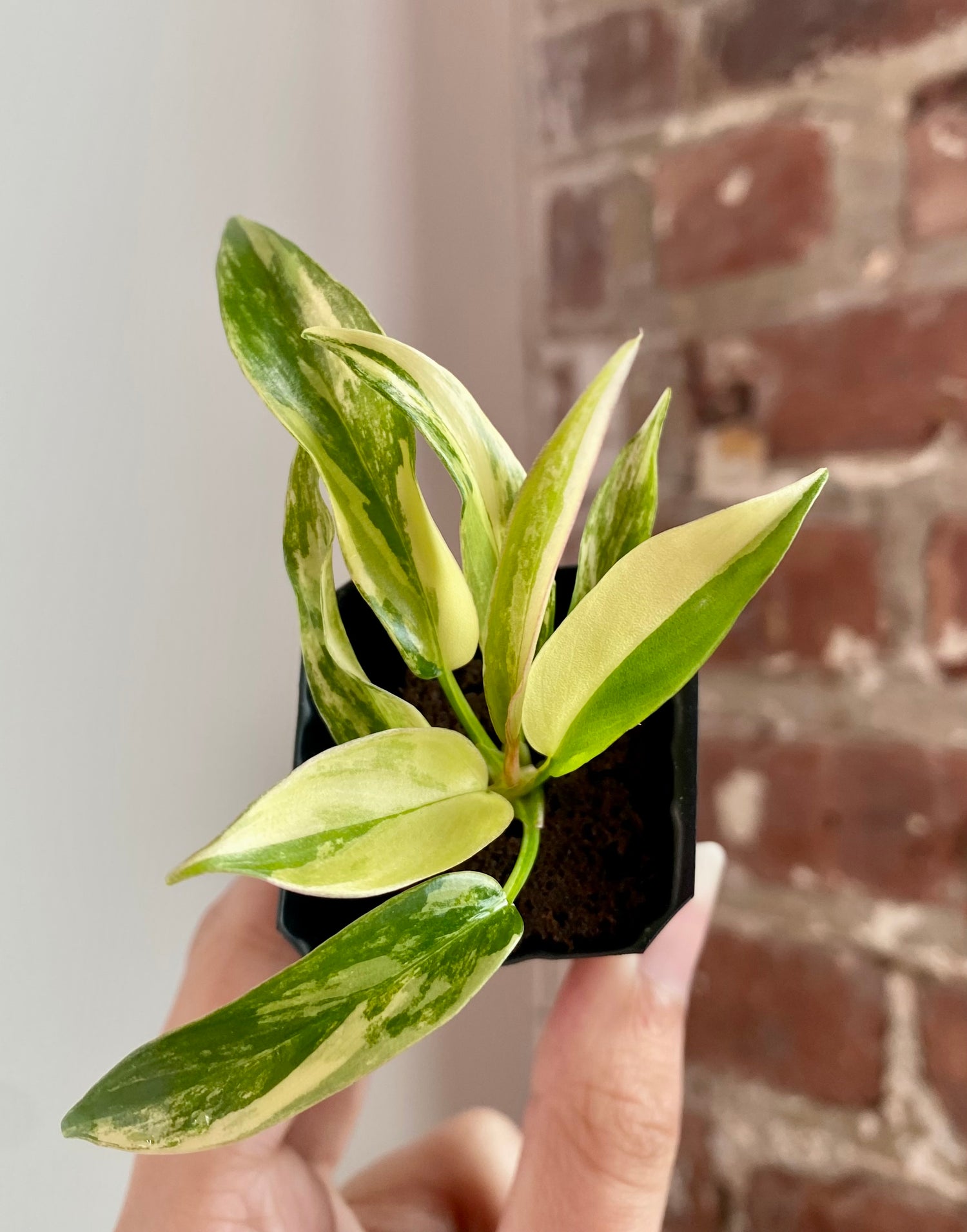 Philodendron Florida Beauty x Tortum 8944