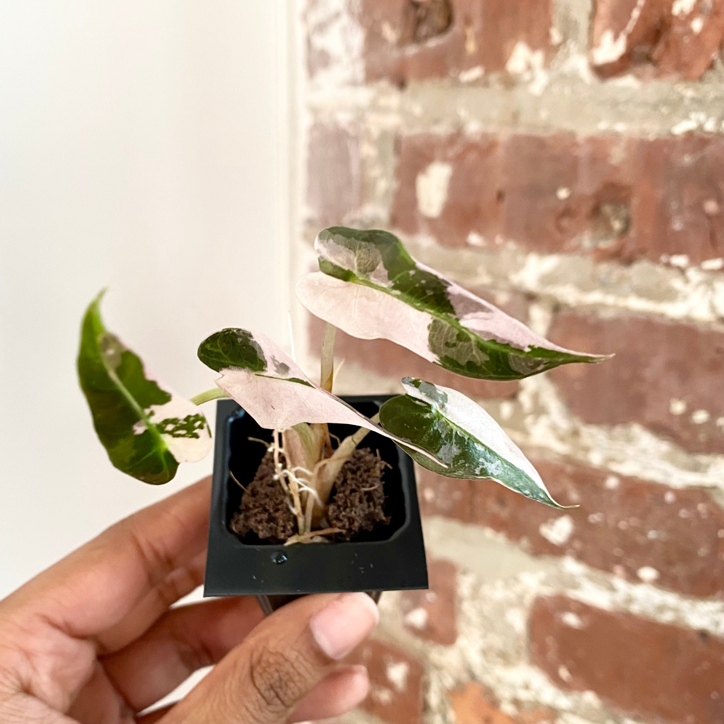 Alocasia Bambino Albo Pink 4306