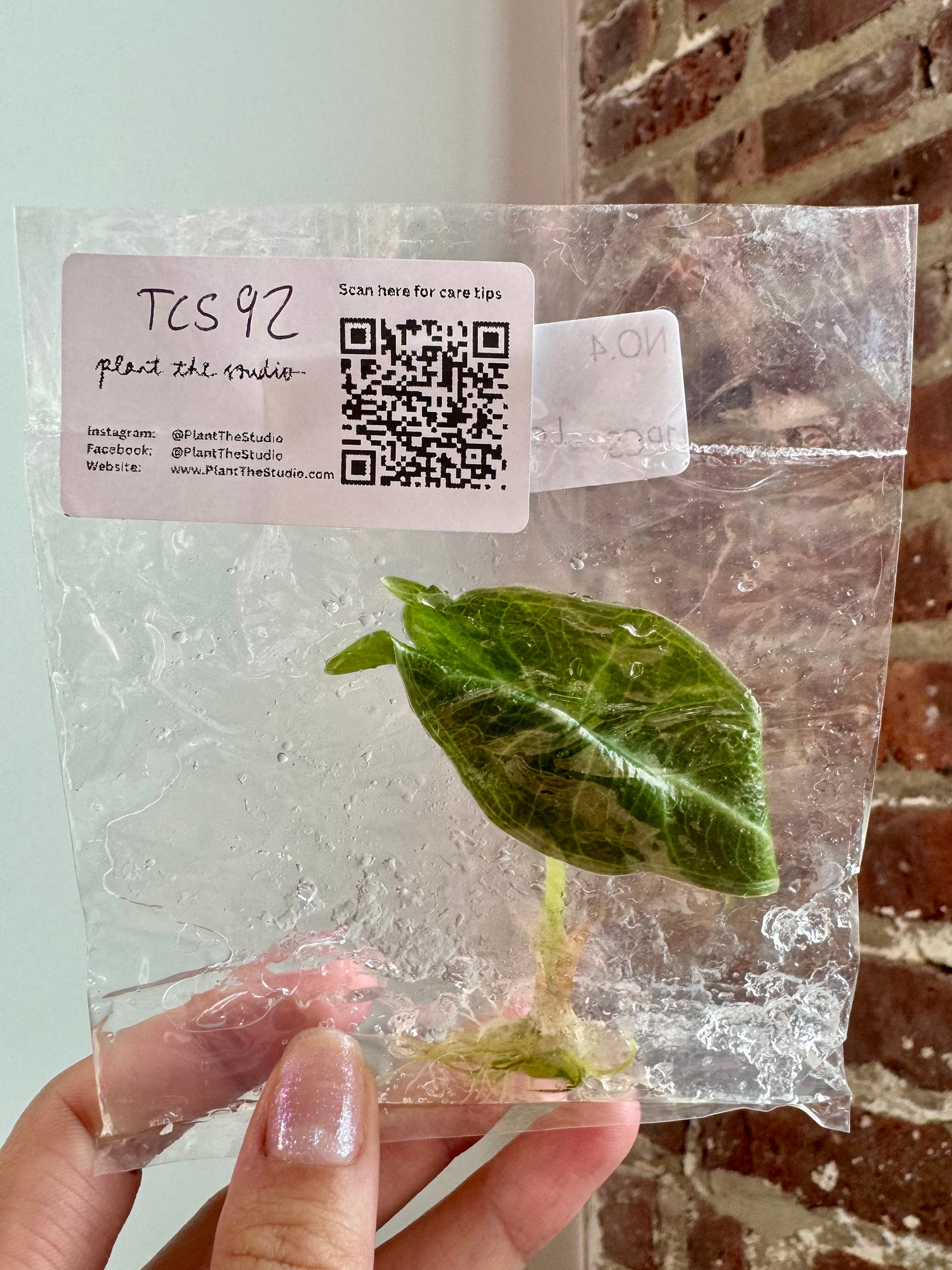 Alocasia Longiloba Purple TCS 92