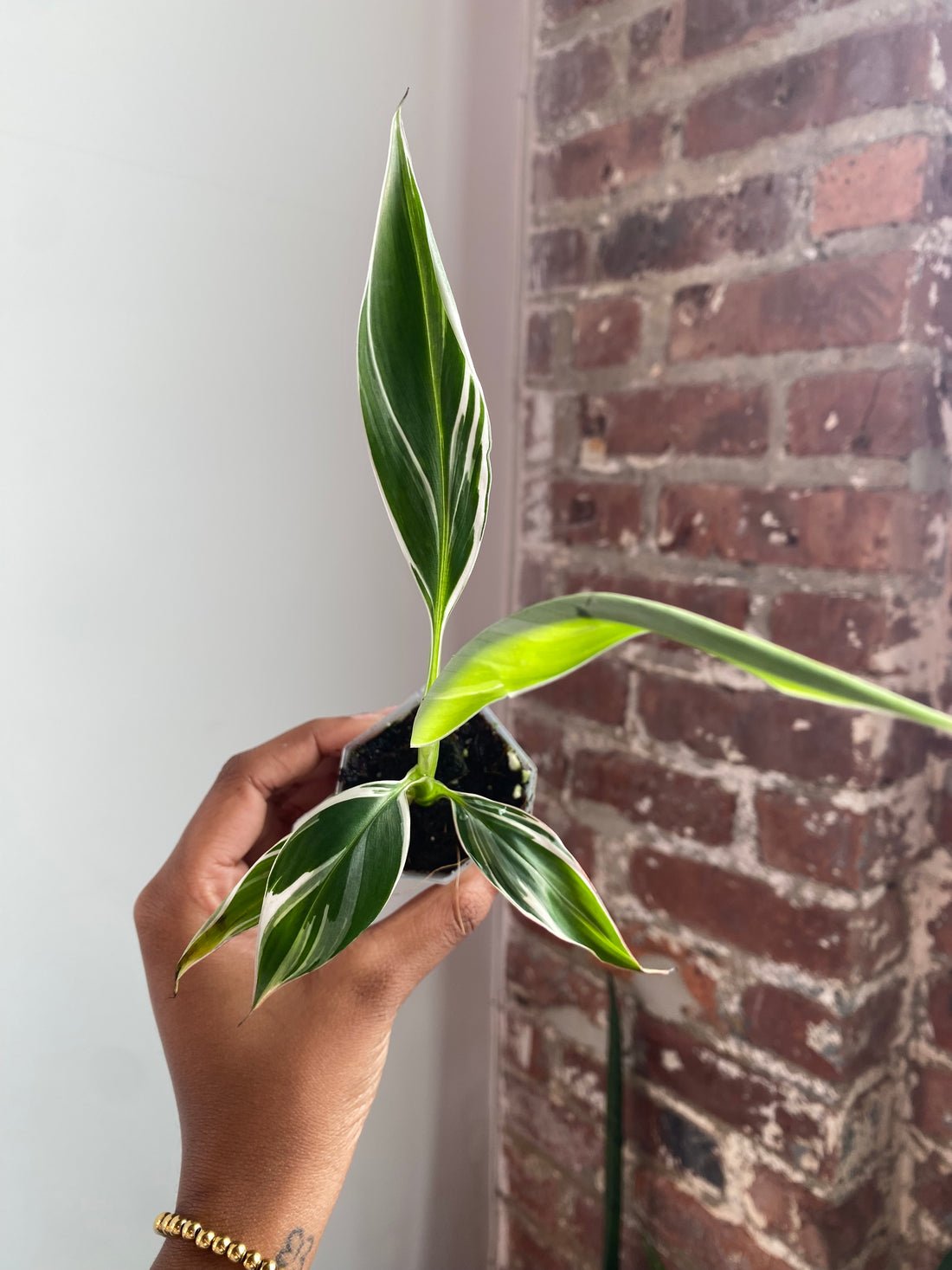 Musa Florida Variegated Potted 3566