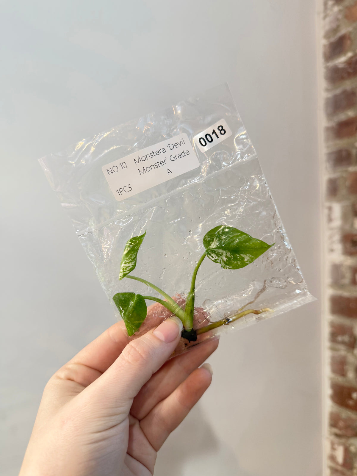 Monstera Devil Monster Grade A TCS 0018