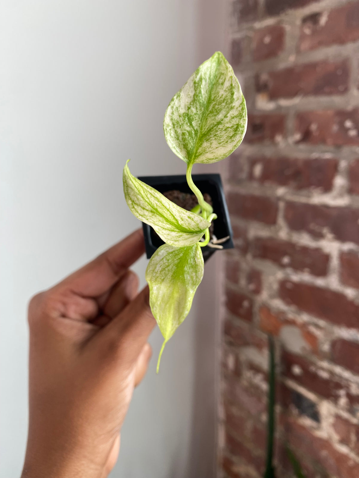 Monstera Mint 3559