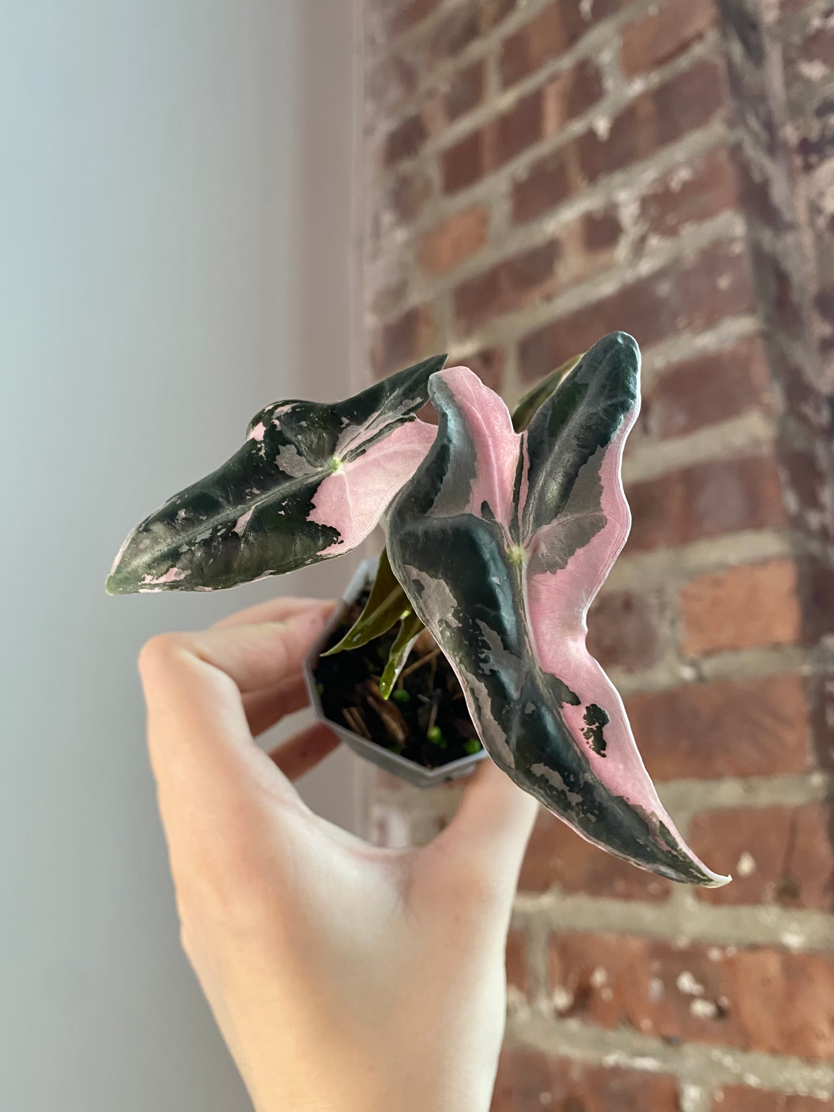 Alocasia Nobilis Pink (Potted) 3158