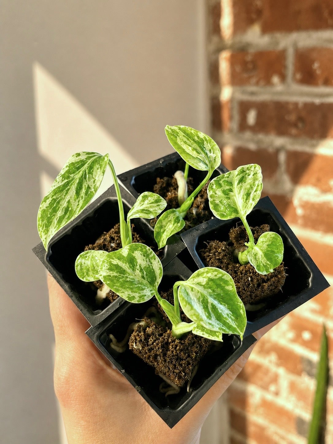 Products – Page 6 – PlantTheStudio