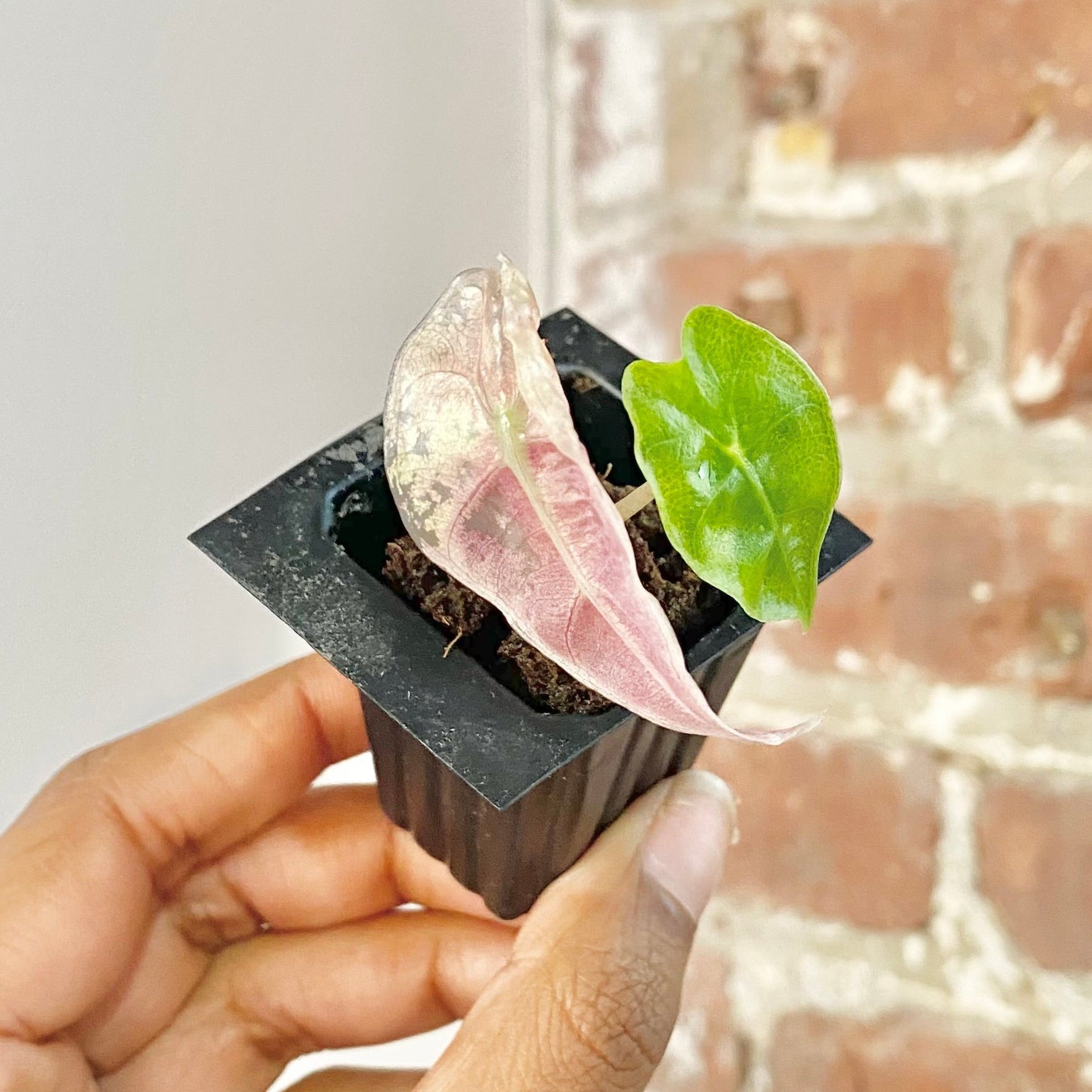 Alocasia Polly Pink Mint 4444