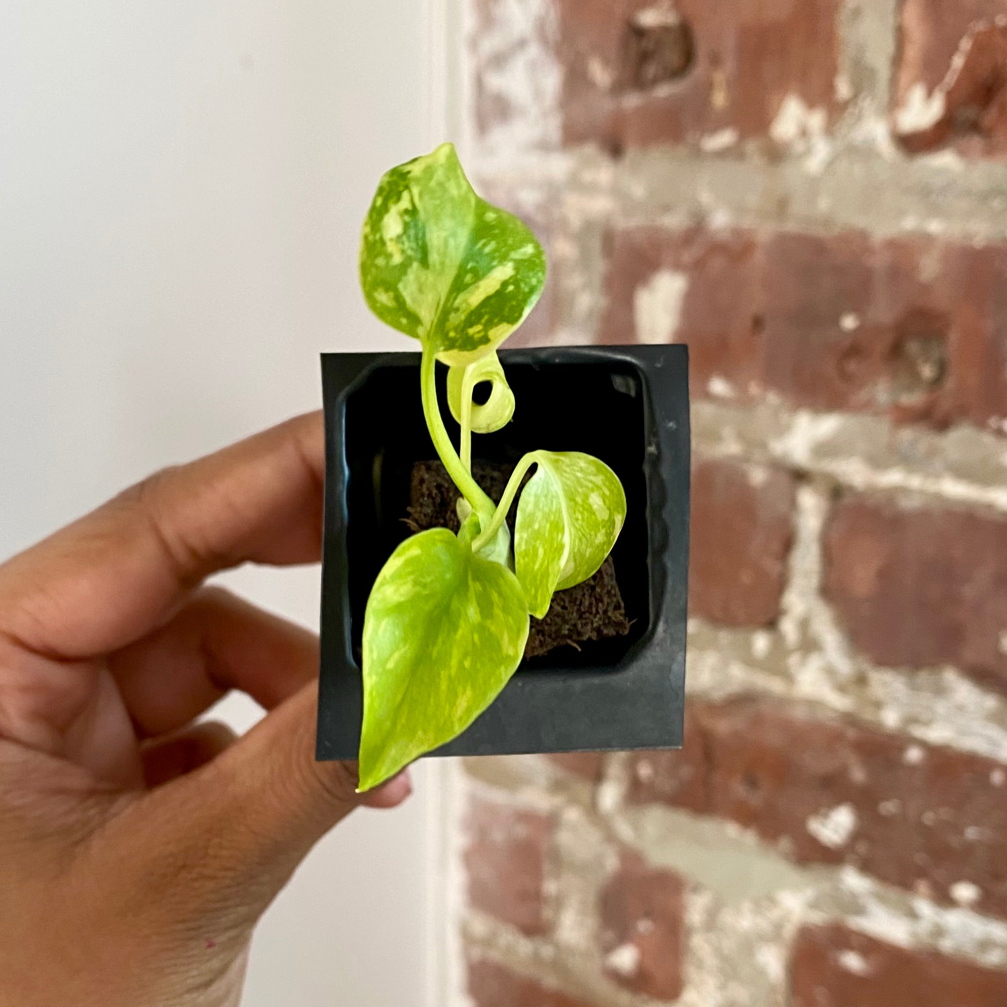 Monstera Electrolyte 4282