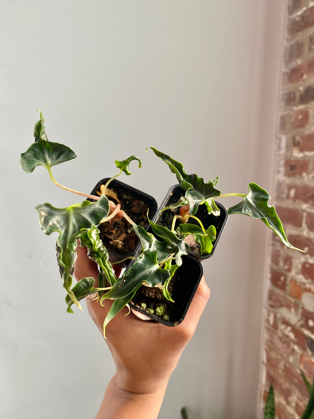 Alocasia Loco (Potted) (Grower’s Choice)