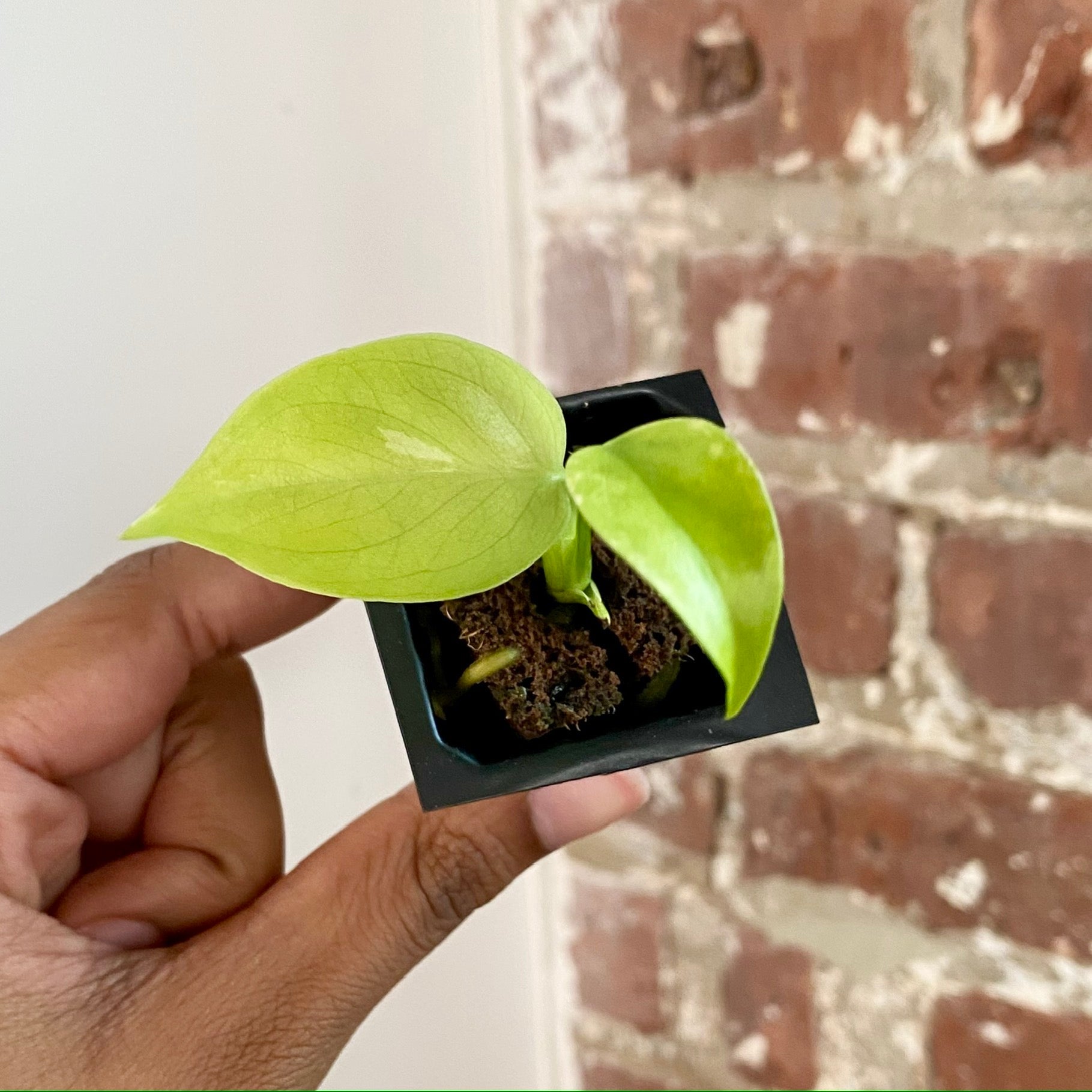 Monstera Bulbasaur 4277