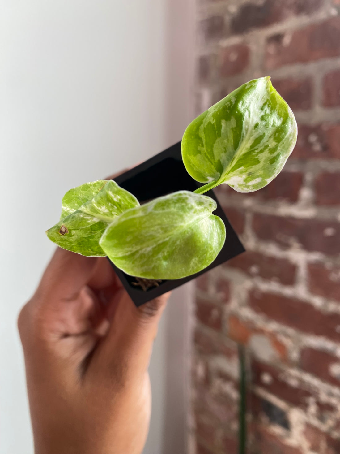 Monstera Bulbasaur 3555