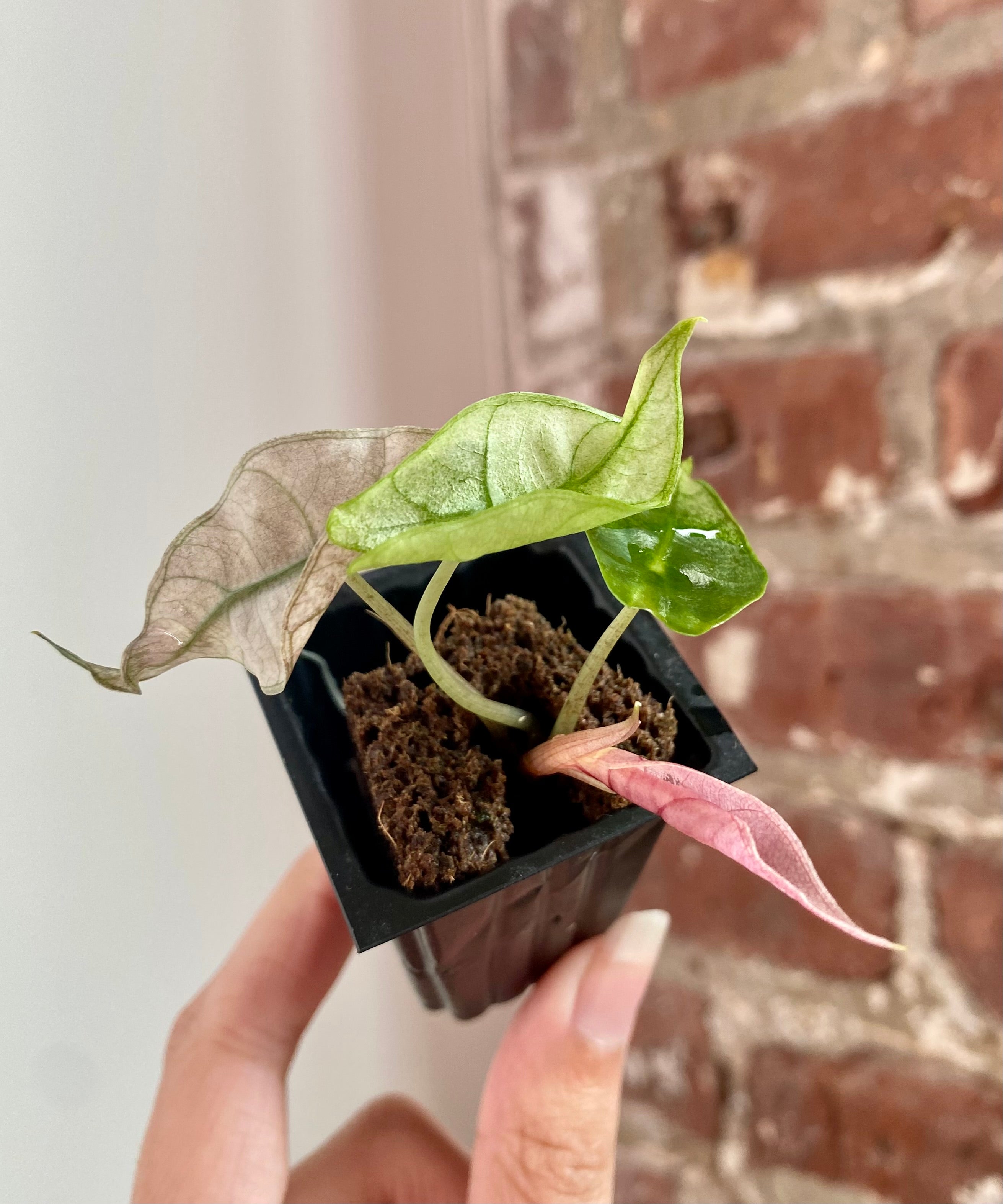 Alocasia Polly Pink Mint 8952