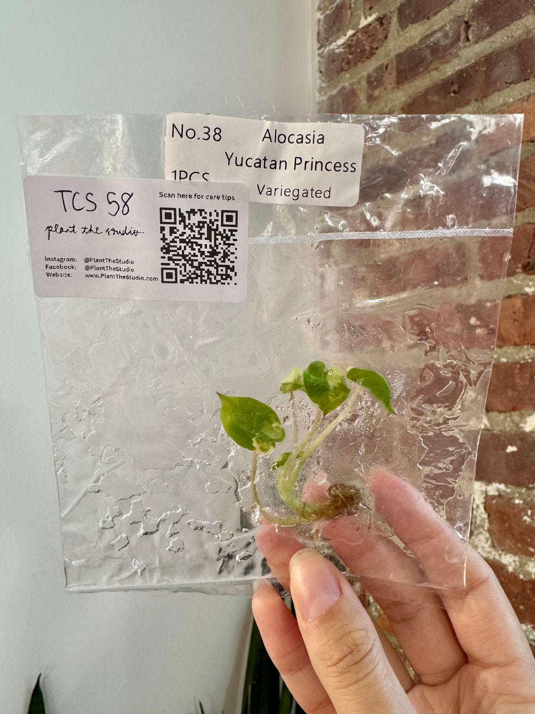 Alocasia Yucatan Princess Var. Albo TCS 58