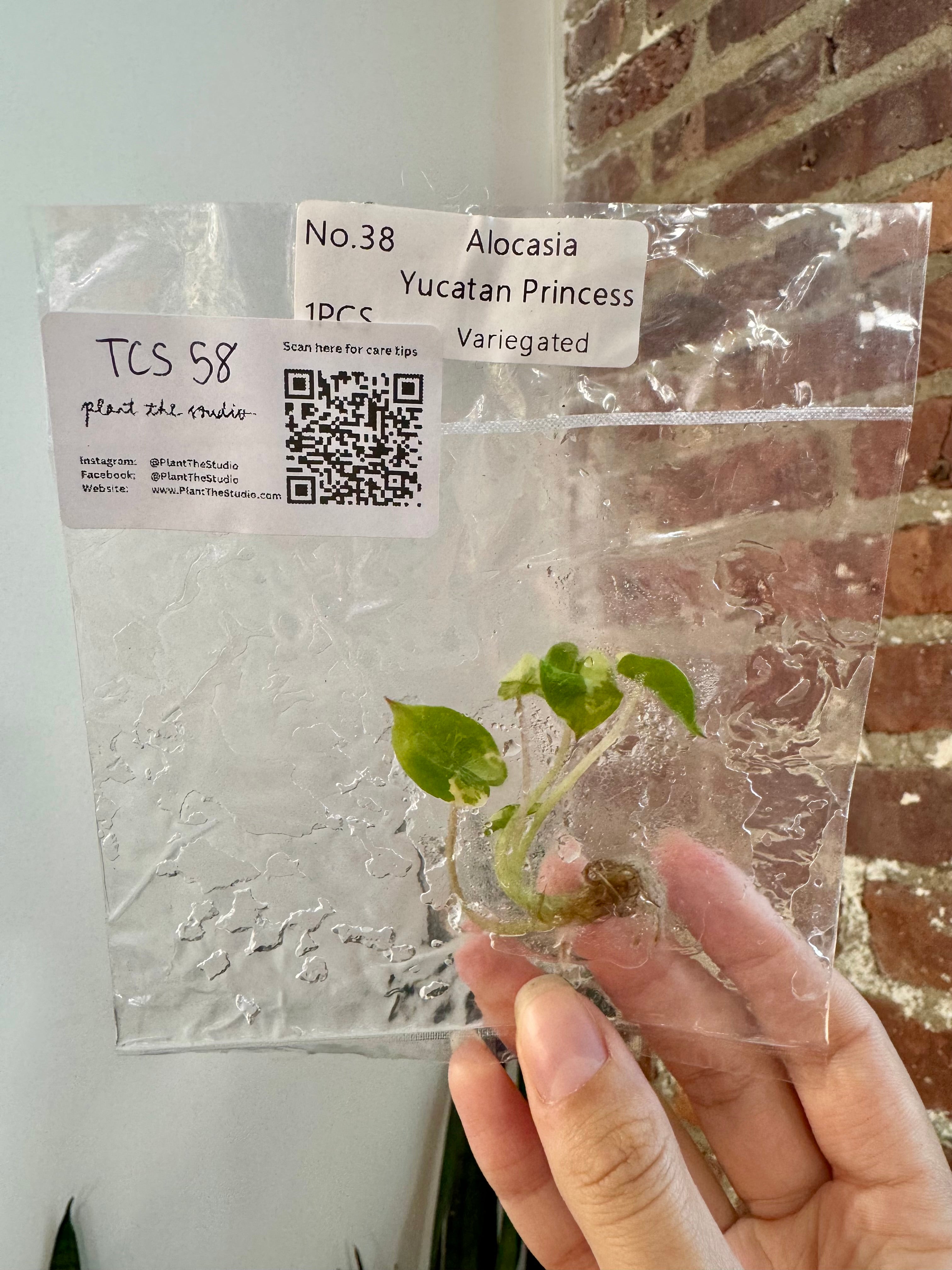 Alocasia Yucatan Princess Var. Albo TCS 58