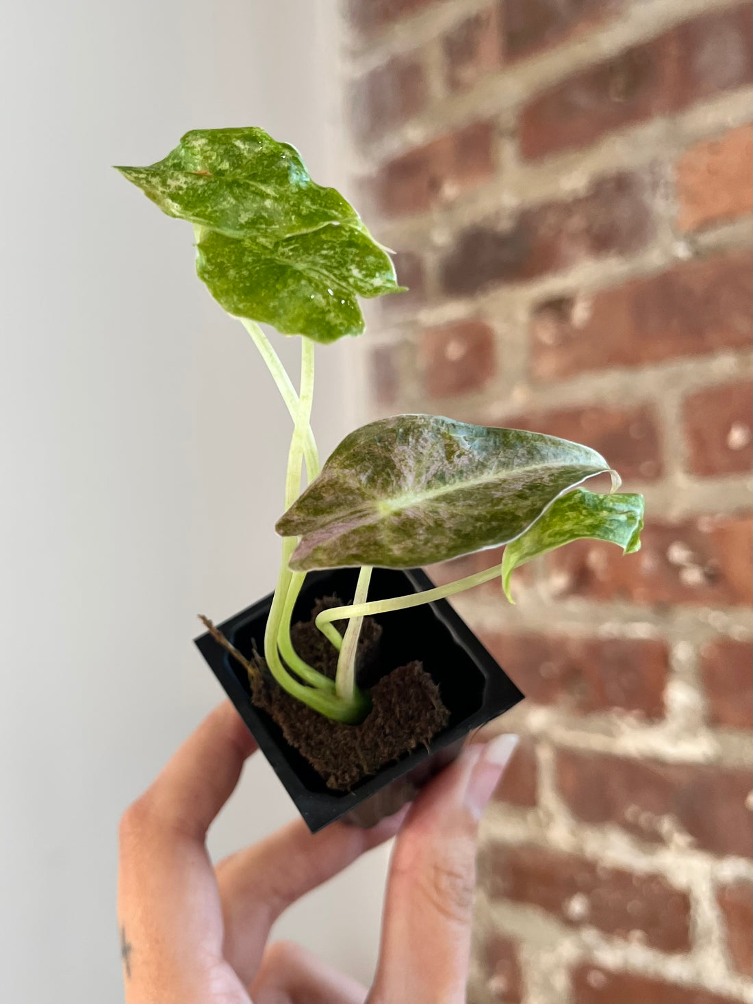 Alocasia Black Satun "Stardust" 8868